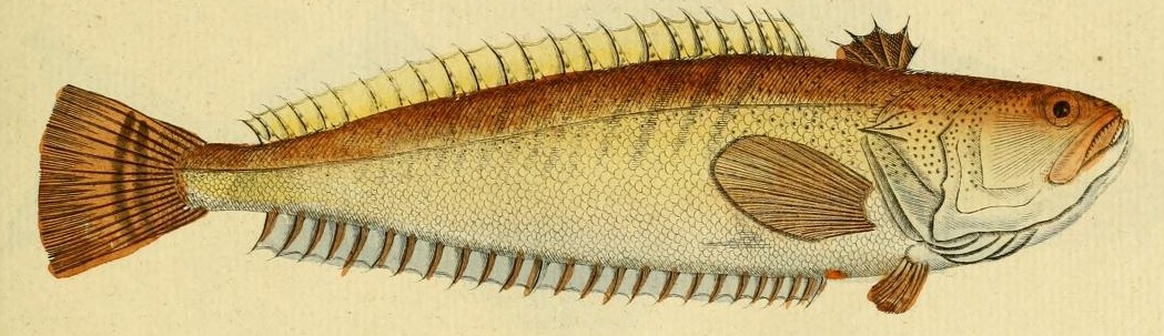 Plate 61