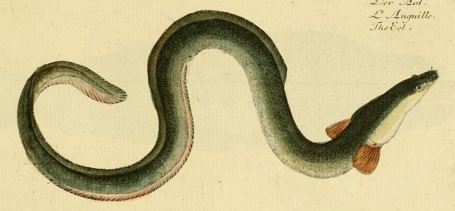 Plate 73