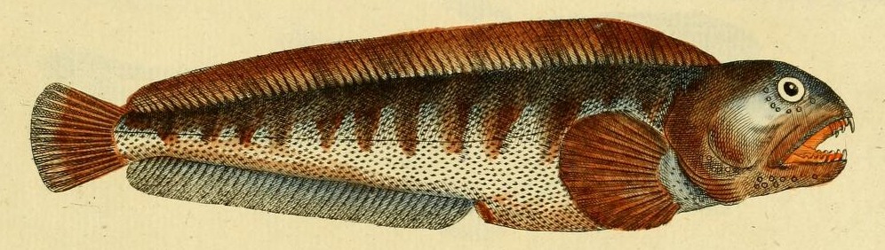 Plate 74