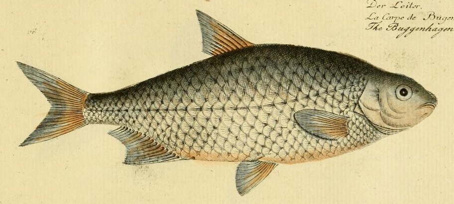 Plate 95