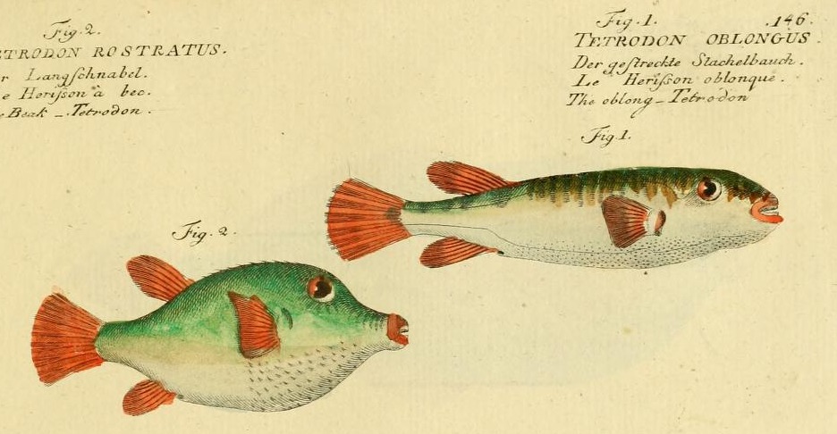 Plate 146