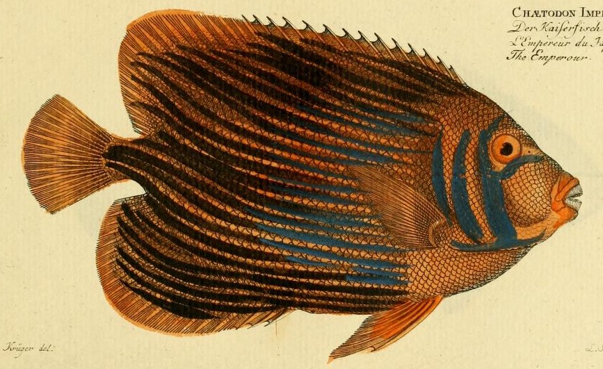 Plate 194