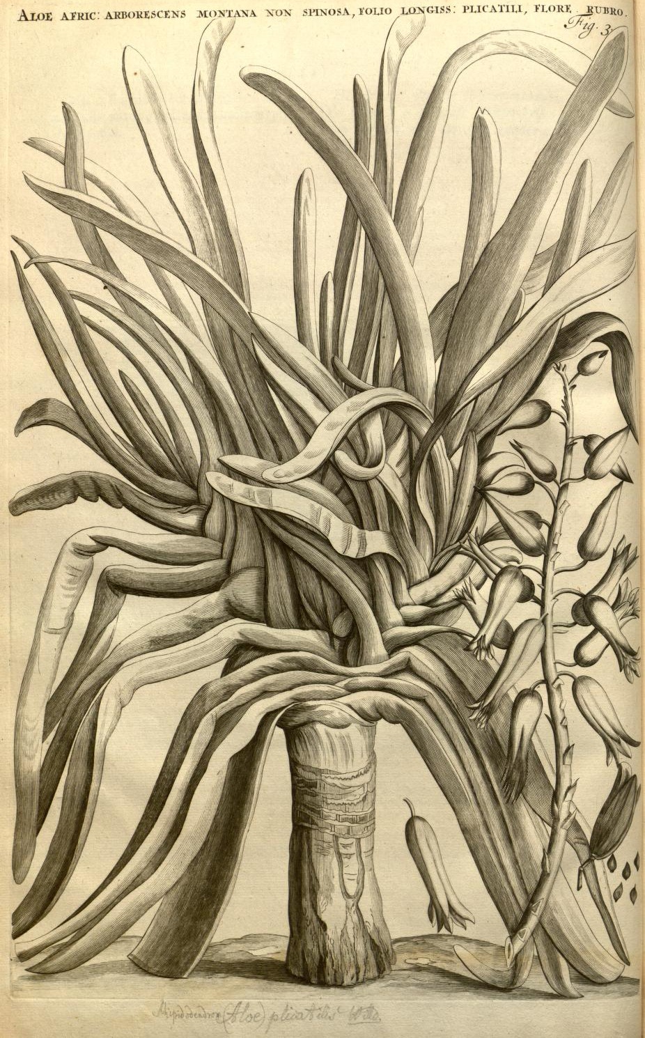 ALOE AFRIC: ARBORESCENS MONTANA NON SPINOSA, FOLIO LONGISS: PLICATILI, FLORE RUBRO.
Fig. 3