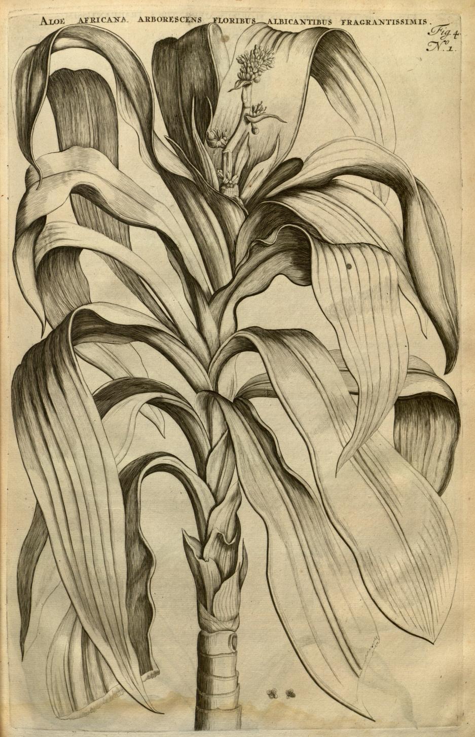 ALOE AFRICANA. ARBORESCENS FLORIBUS ALBICANTIBUS FRAGRANTISSIMIS.
Fig. 4
N°. 1