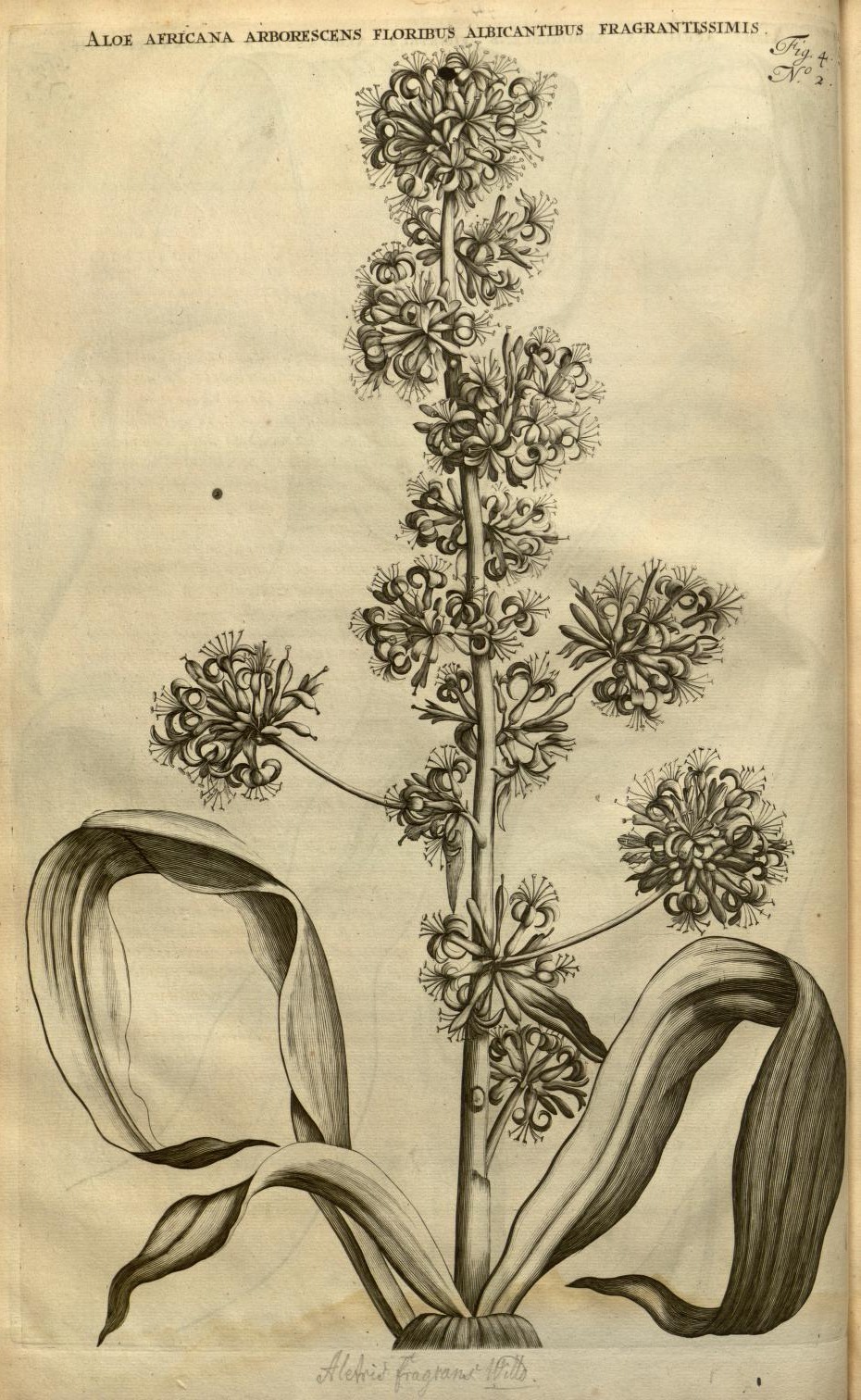 ALOE AFRICANA ARBORESCENS FLORIBUS ALBICANTIBUS FRAGRANTISSIMIS.
Fig. 4
N°. 2