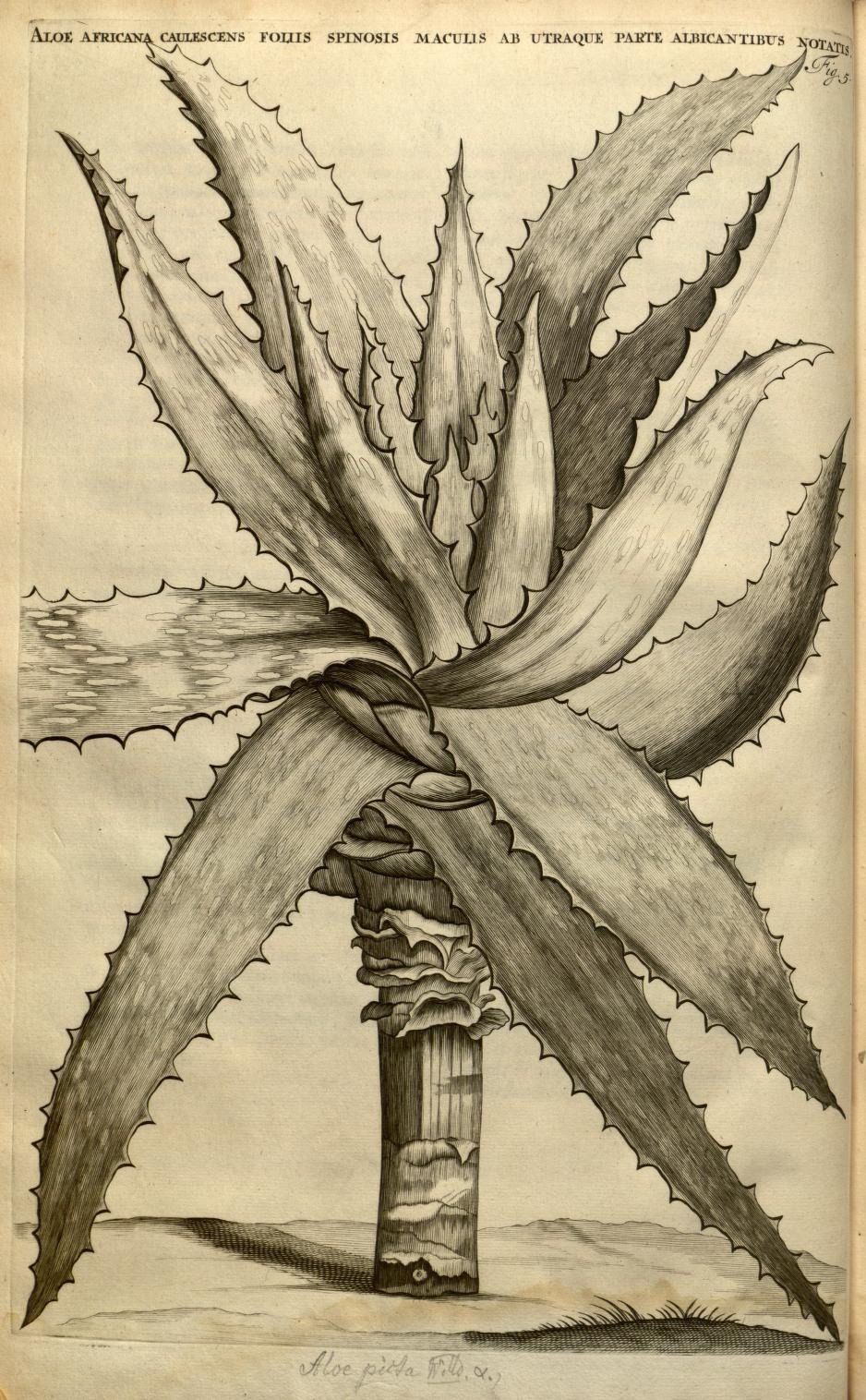 ALOE AFRICANA CAULESCENS FOLIIS SPINOSIS MACULIS AB UTRAQUE PARTE ALBICANTIBUS NOTATIS.
Fig. 5