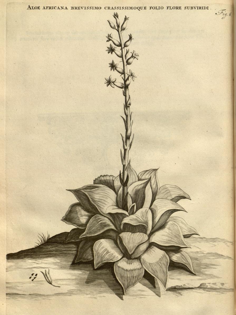 ALOE AFRICANA BREVISSIMO CRASSISSIMOQUE FOLIO FLORE SUBVIRIDI.
Fig. 6