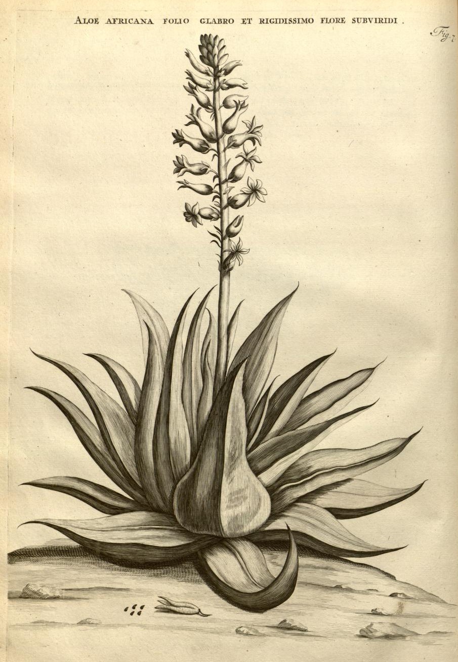 ALOE AFRICANA FOLIO GLABRO ET RIGIDISSIMO FLORE SUBVIRIDI.
Fig. 7