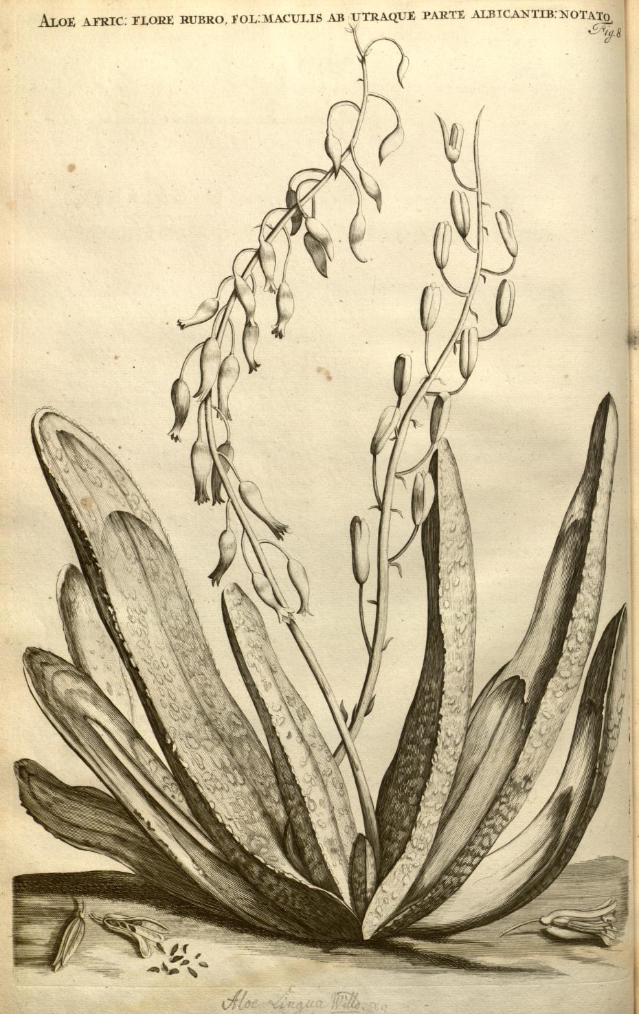 ALOE AFRIC: FLORE RUBRO, FOL: MACULIS AB UTRAQUE PARTE ALBICANTIB: NOTATO.
Fig. 8