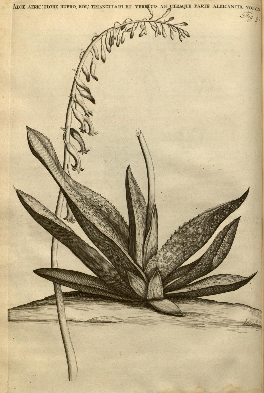 ALOE AFRIC: FLORE RUBRO, FOL: TRIANGULARI ET VERRUCIS AB UTRAQUE PARTE ALBICANTIB: NOTATO.
Fig. 9