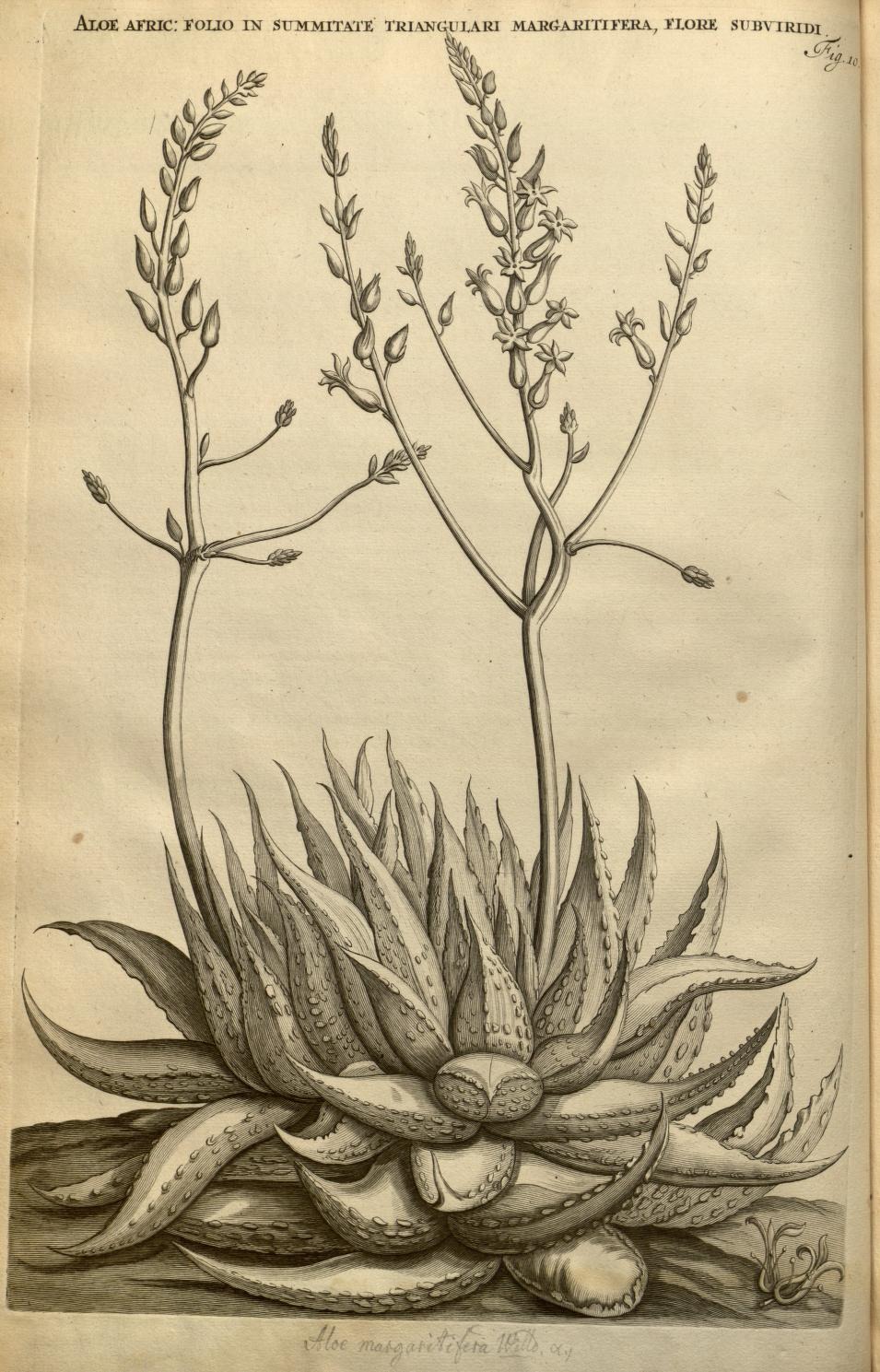 ALOE AFRIC: FOLIO IN SUMMITATE TRIANGULARI MARGARITIFERA, FLORE SUBVIRIDI.
Fig. 10