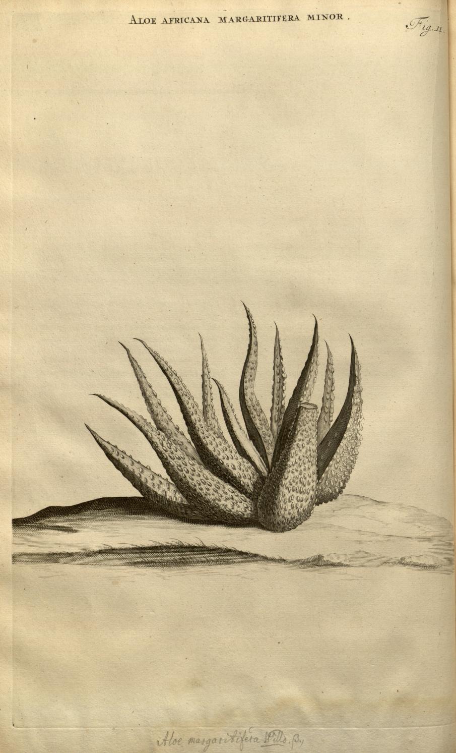 ALOE AFRICANA MARGARITIFERA MINOR.
Fig. 11