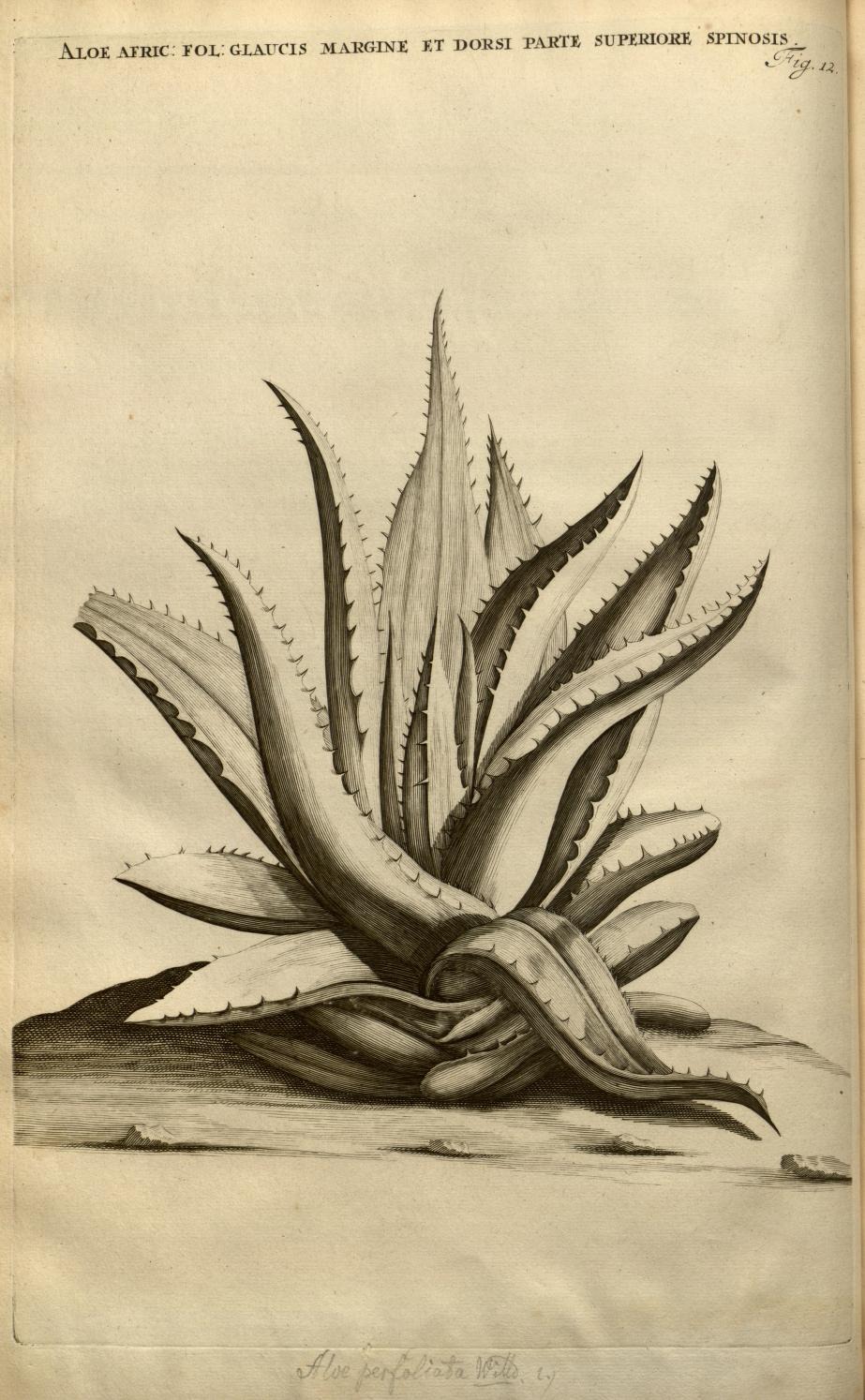 ALOE AFRIC: FOL: GLAUCIS MARGINE ET DORSI PARTE SUPERIORE SPINOSIS
Fig. 12