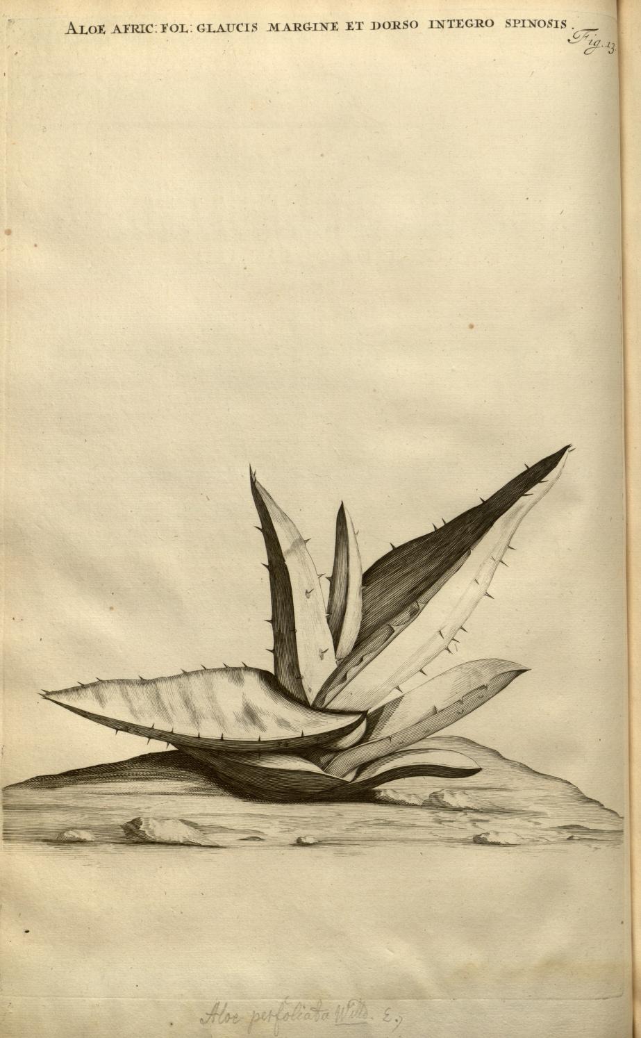 ALOE AFRIC: FOL: GLAUCIS MARGINE ET DORSO INTEGRO SPINOSIS
Fig. 13