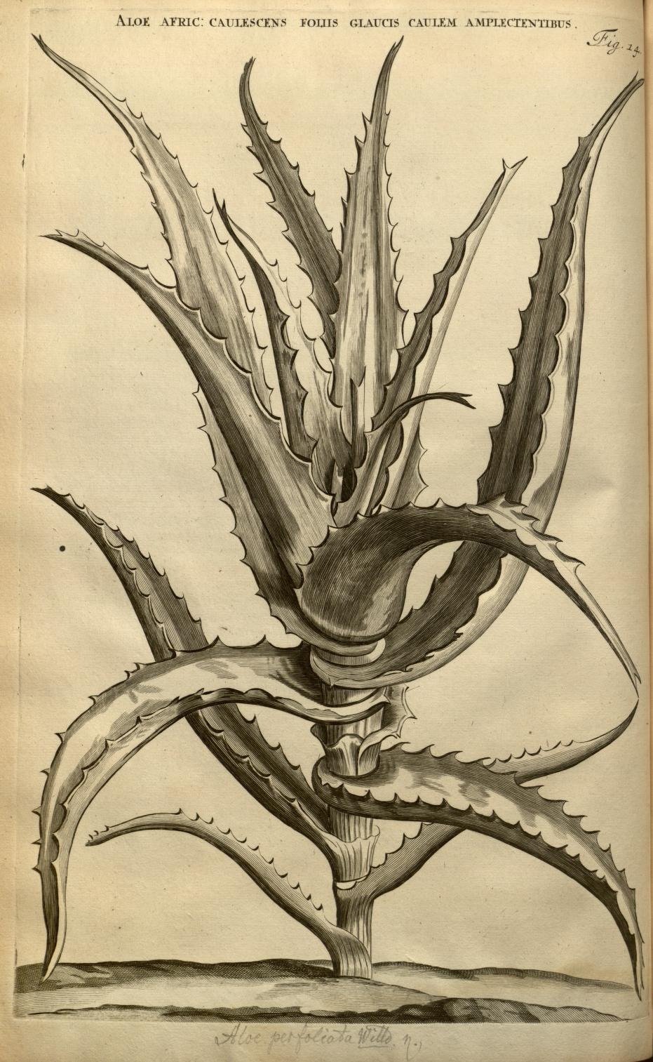 ALOE AFRIC: CAULESCENS FOLIIS GLAUCIS CAULEM AMPLECTENTIBUS.
Fig. 14