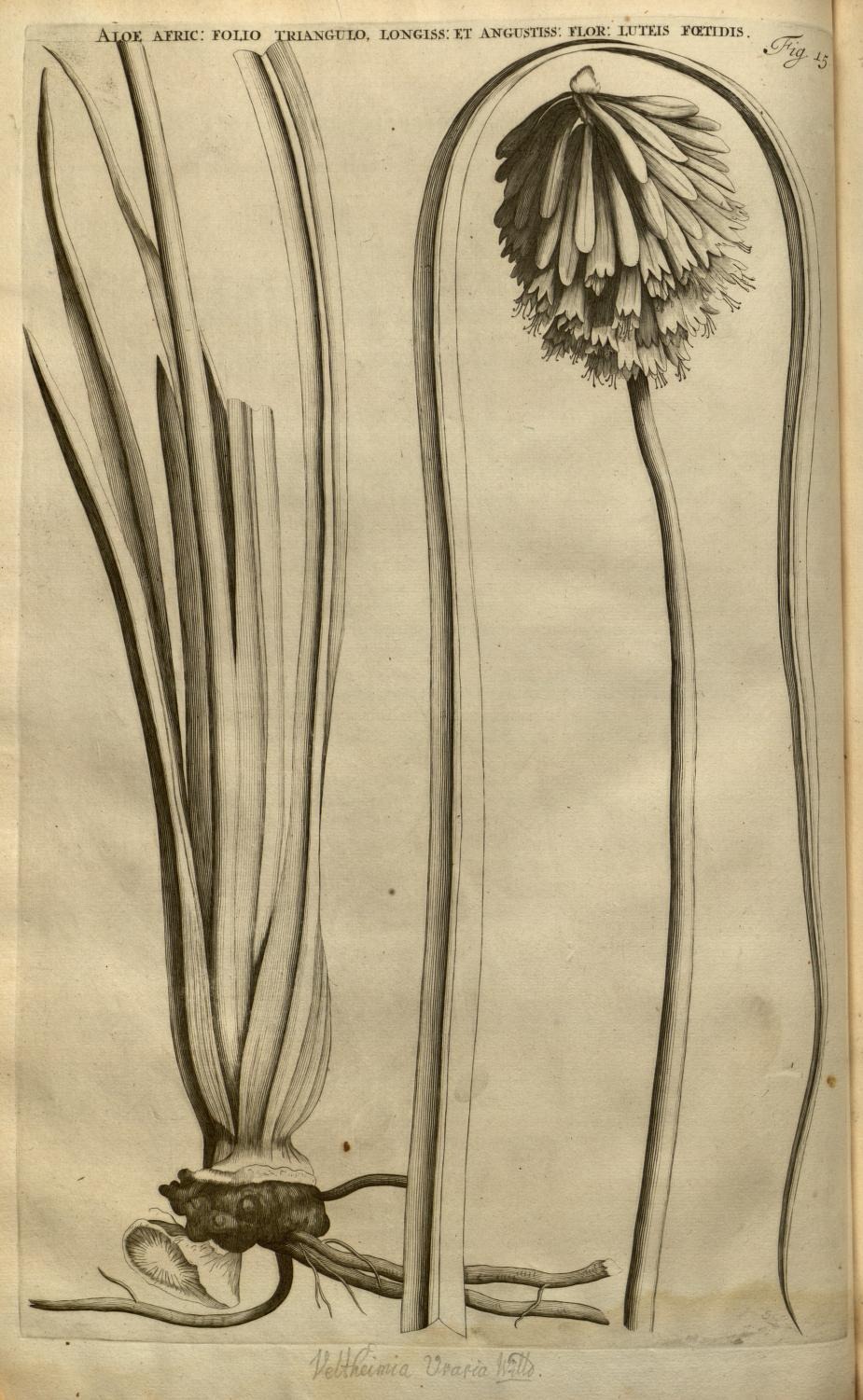 ALOE AFRIC: FOLIO TRIANGULO, LONGISS: ET ANGUSTISS: FLOR: LUTEIS FŒTIDIS.
Fig. 15