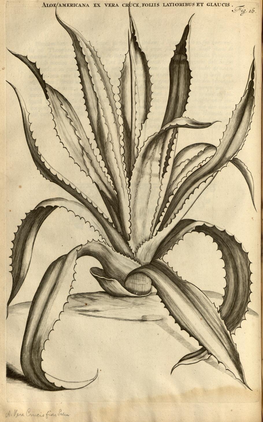 ALOE AMERICANA EX VERA CRUCE, FOLIIS LATIORIBUS ET GLAUCIS.
Fig. 16