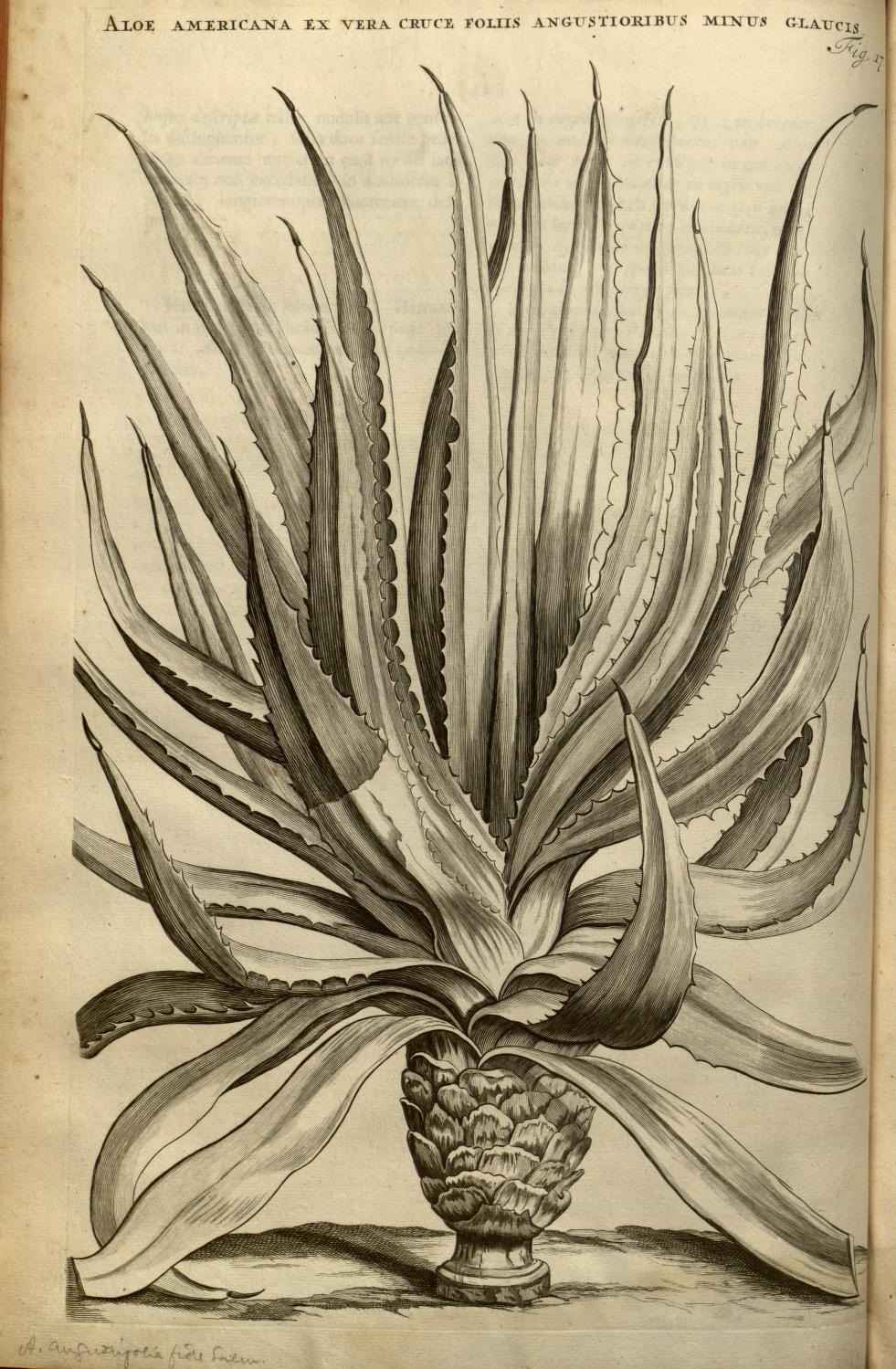 ALOE AMERICANA EX VERA CRUCE FOLIIS ANGUSTIORIBUS MINUS GLAUCIS
Fig. 17