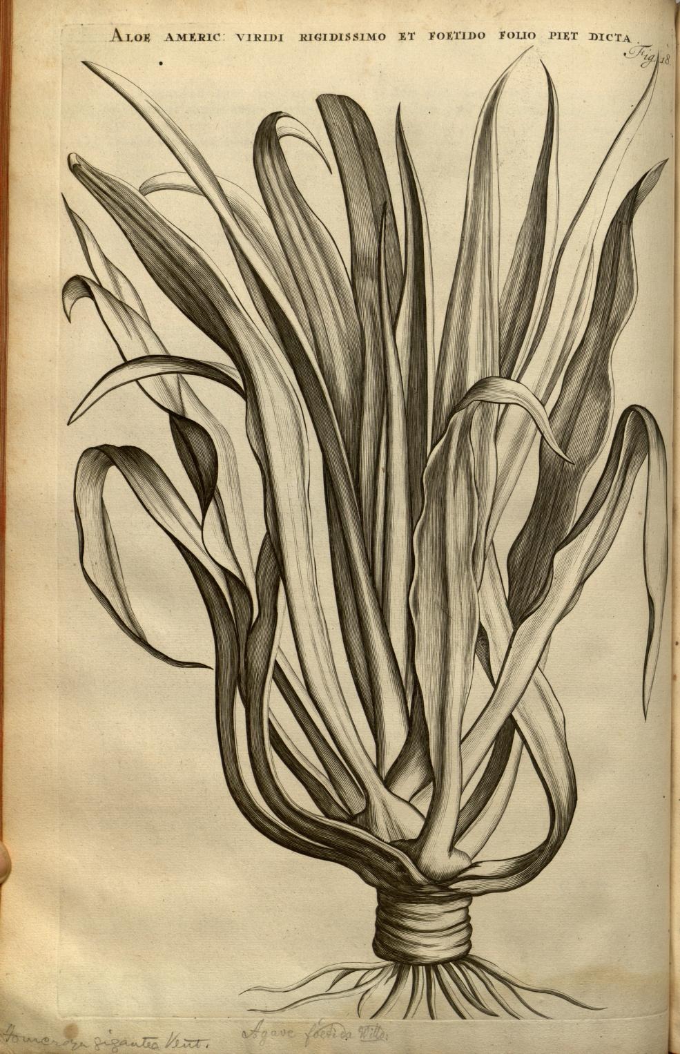 ALOE AMERIC: VIRIDI RIGIDISSIMO ET FOETIDO FOLIO PIET DICTA.
Fig. 18
