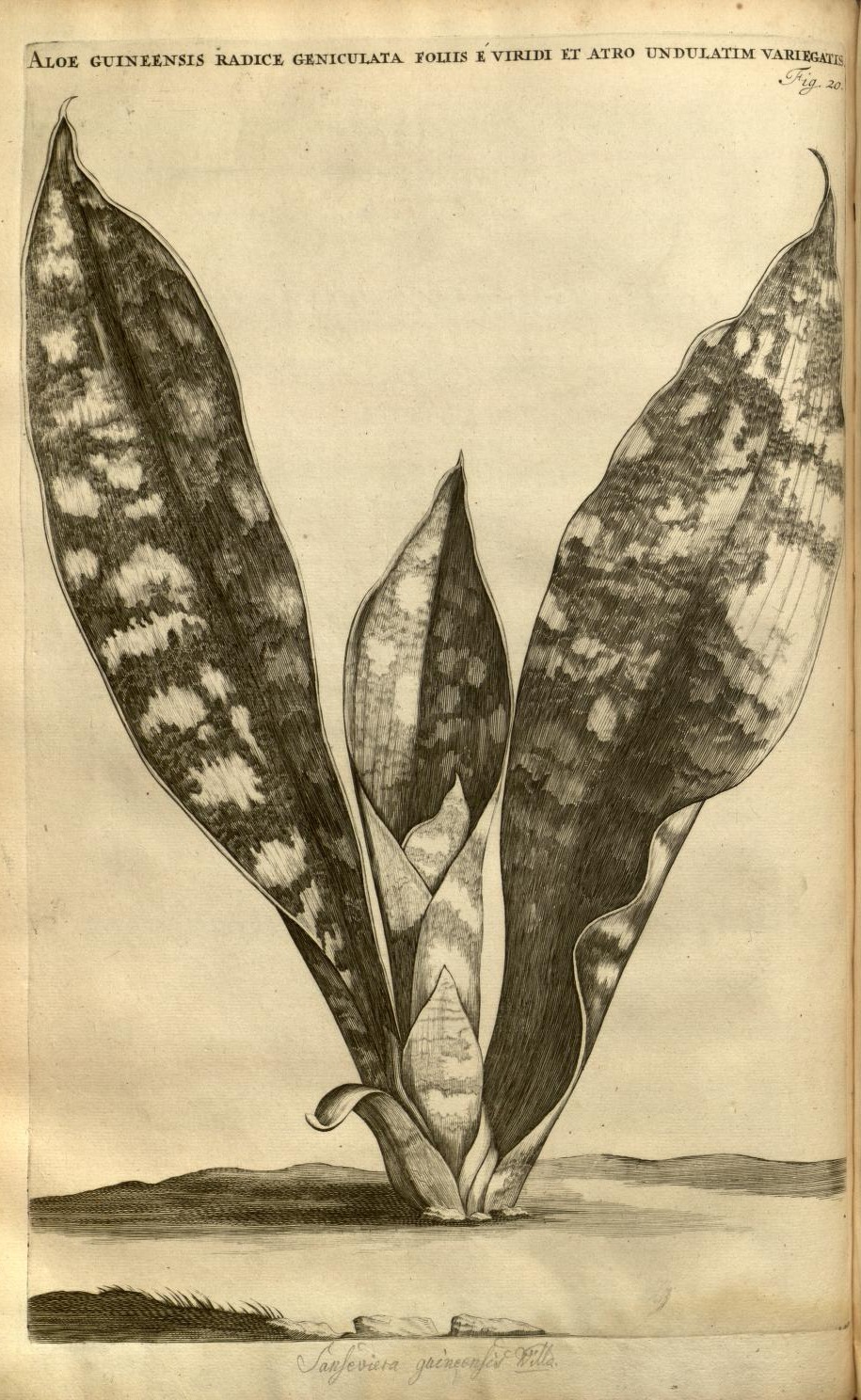ALOE GUINEENSIS RADICE GENICULATA FOLIIS E VIRIDI ET ATRO UNDULATIM VARIEGATIS.
Fig. 20