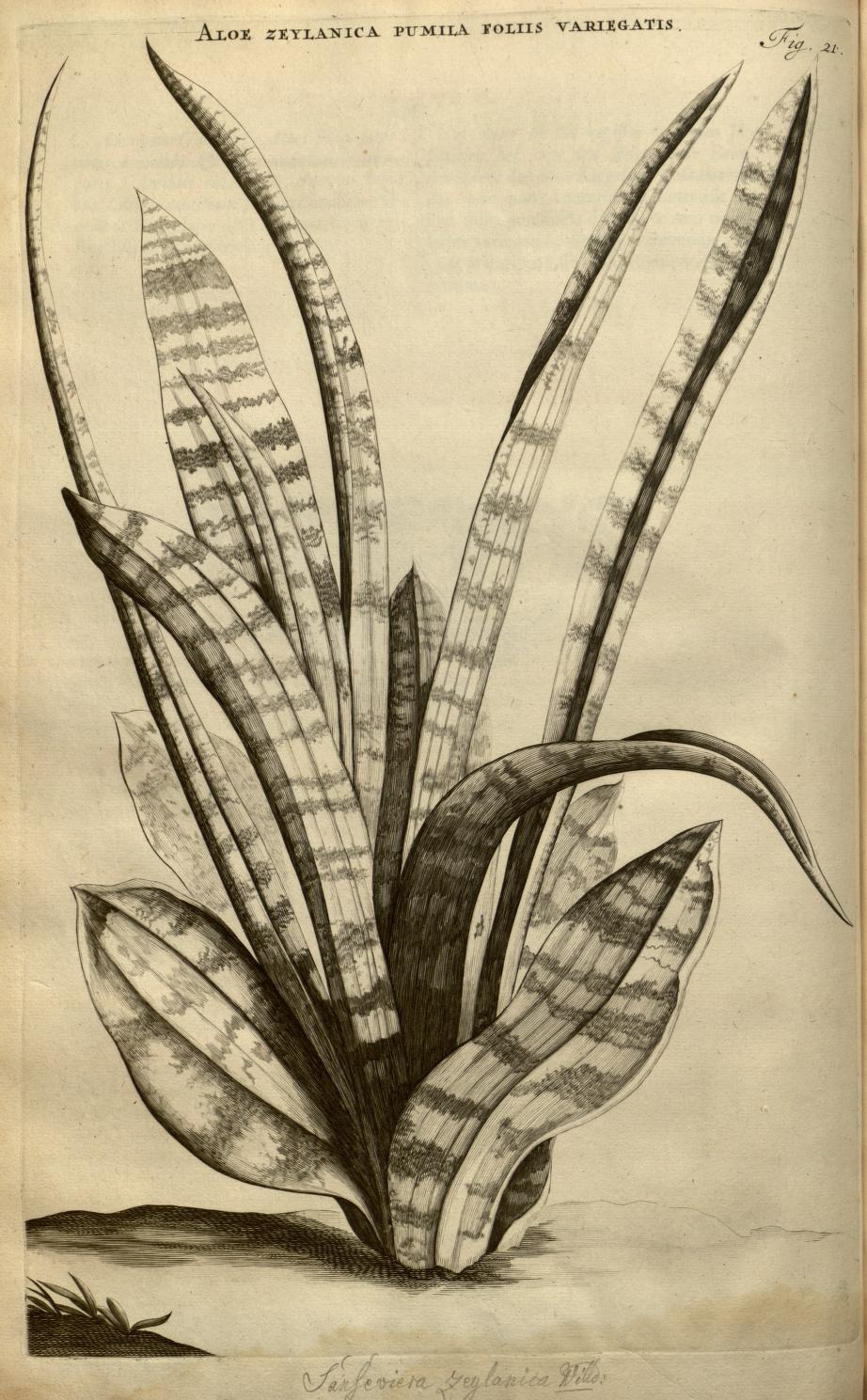 ALOE ZEYLANICA PUMILA FOLIIS VARIEGATIS.
Fig. 21