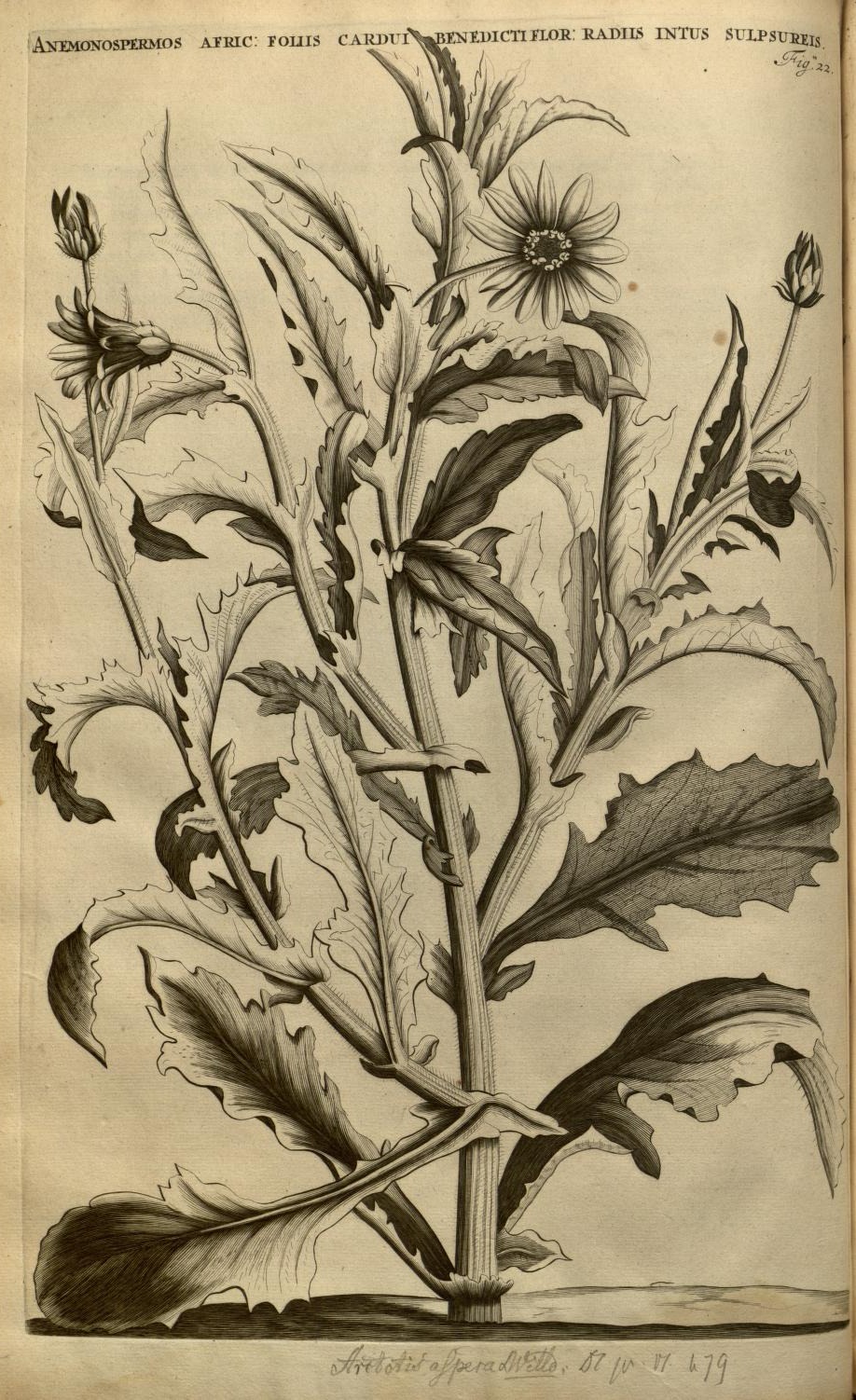 ANEMONOSPERMOS AFRIC: FOLIIS CARDUI BENEDICTI FLOR: RADIIS INTUS SULPSUREIS.
Fig. 22