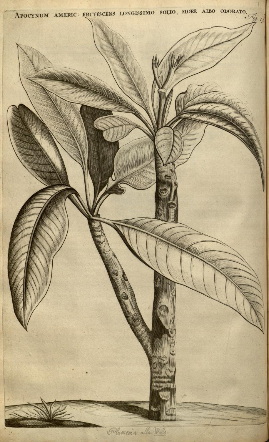 APOCYNUM AMERIC: FRUTESCENS LONGISSIMO FOLIO, FLORE ALBO ODORATO.
Fig. 24