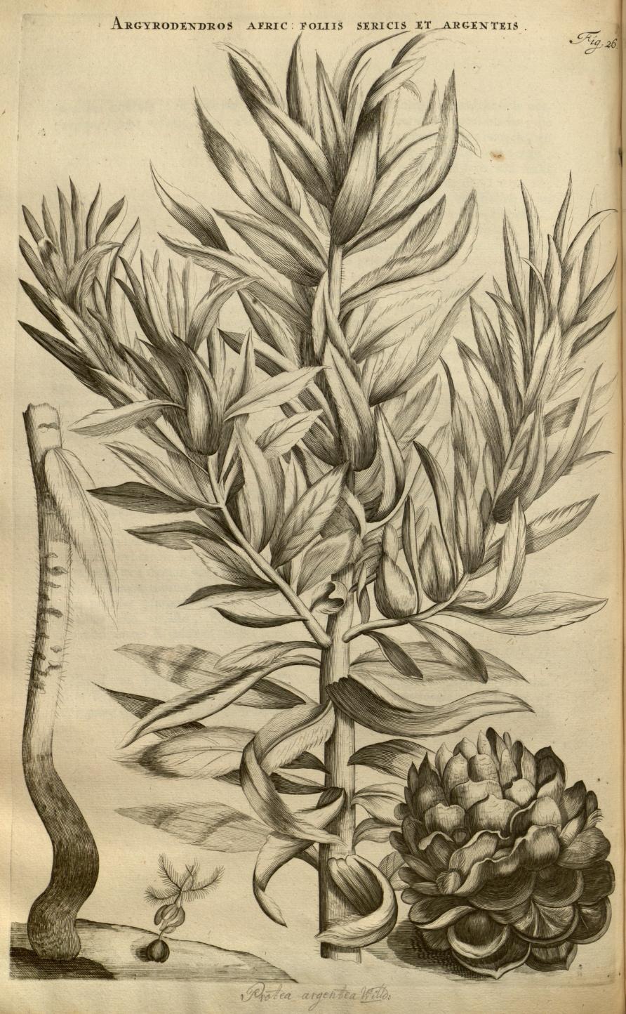 ARGYRODENDROS AFRIC: FOLIIS SERICIS ET ARGENTEIS.
Fig. 26