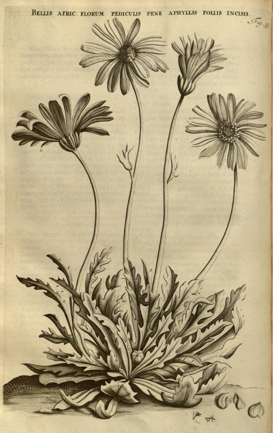 BELLIS AFRIC: FLORUM PEDICULIS PENE APHYLLIS FOLIIS INCISIS.
Fig. 33