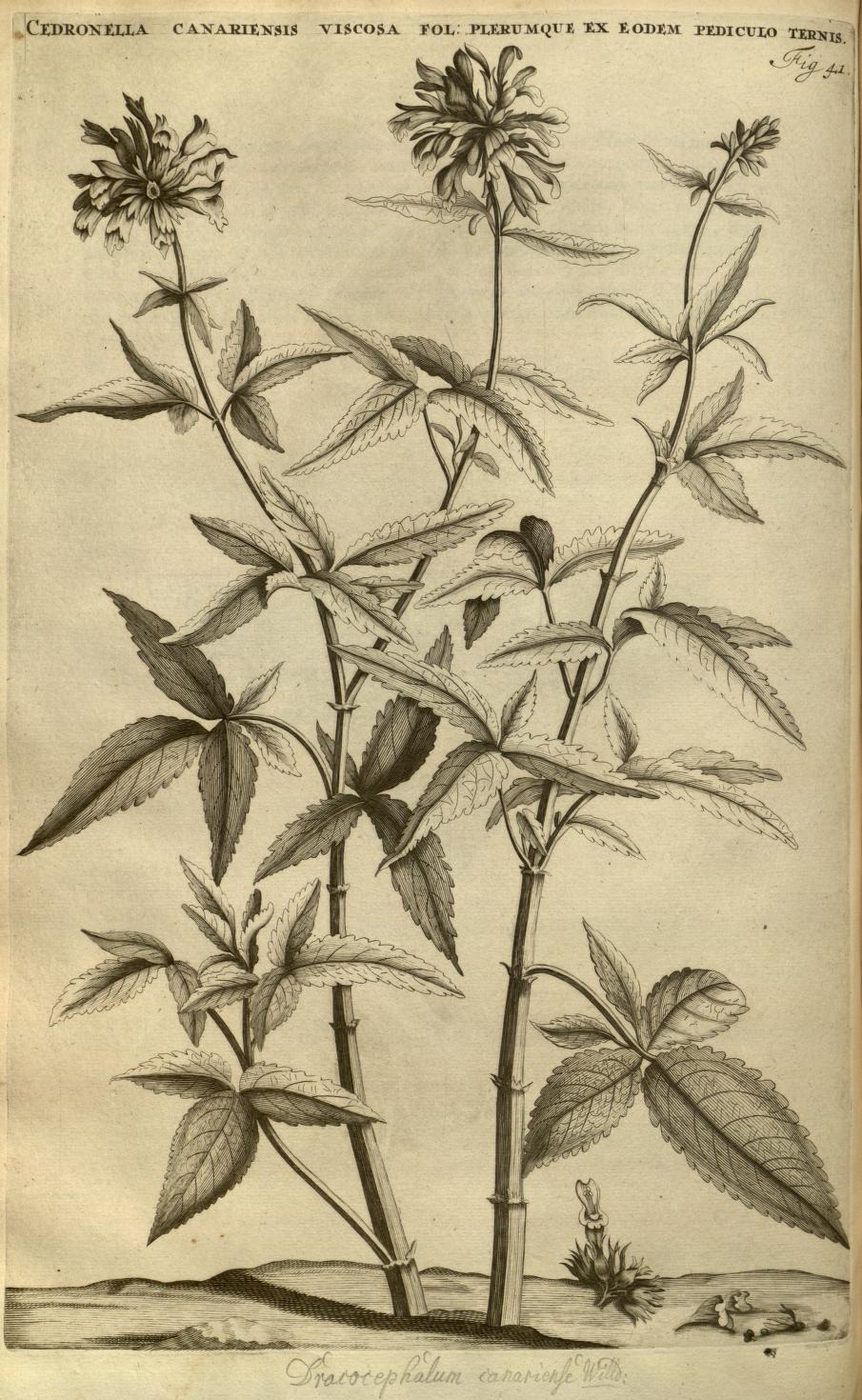 CEDRONELLA CANARIENSIS VISCOSA FOL: PLERUMQUE EX EODEM PEDICULO TERNIS.
Fig. 41