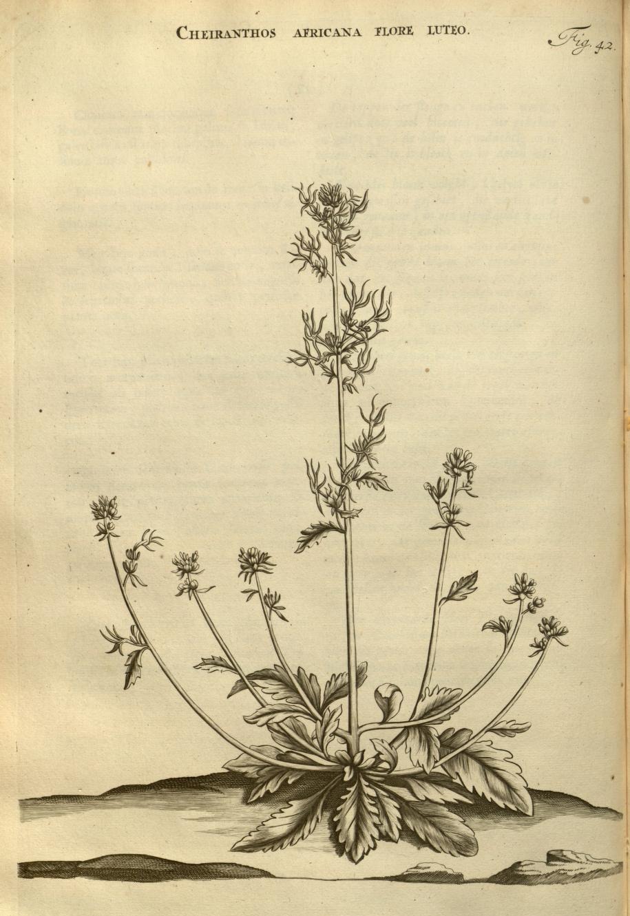 CHEIRANTHOS AFRICANA FLORE LUTEO.
Fig. 42