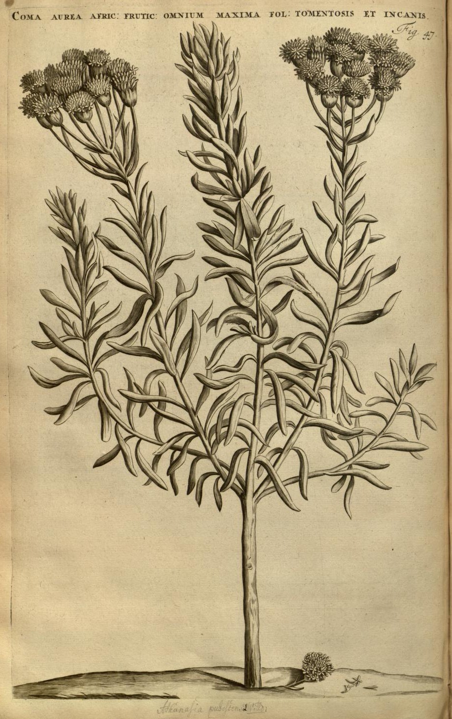 COMA AUREA AFRIC: FRUTIC: OMNIUM MAXIMA FOL: TOMENTOSIS ET INCANIS.
Fig. 47