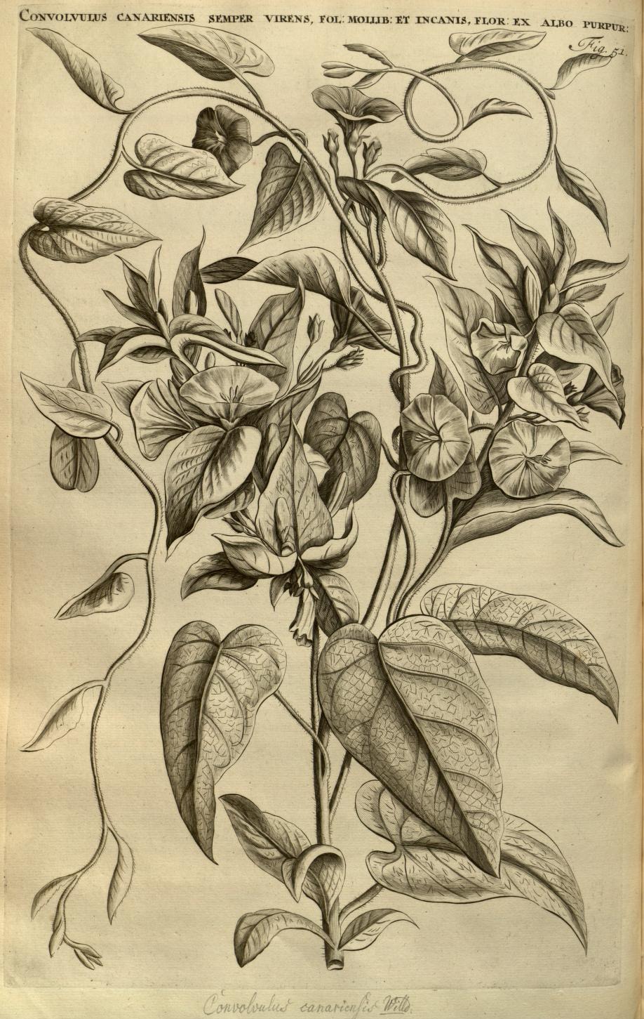 CONVOLVULUS CANARIENSIS SEMPER VIRENS, FOL: MOLLIB: ET INCANIS, FLOR: EX ALBO PURPUR:
Fig. 51