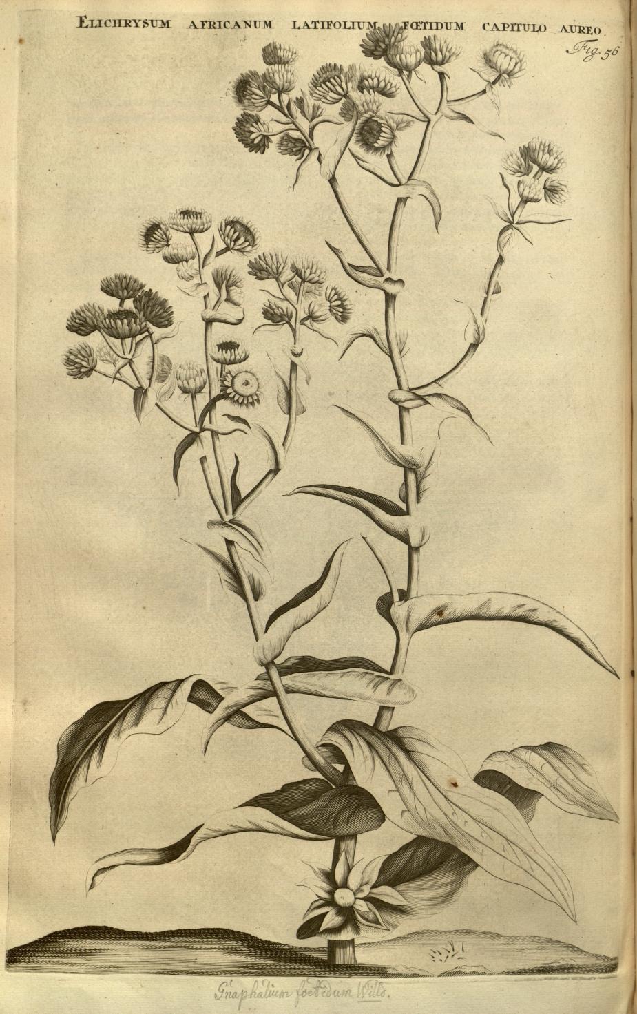 ELICHRYSUM AFRICANUM LATIFOLIUM FŒTIDUM CAPITULO AUREO.
Fig. 56