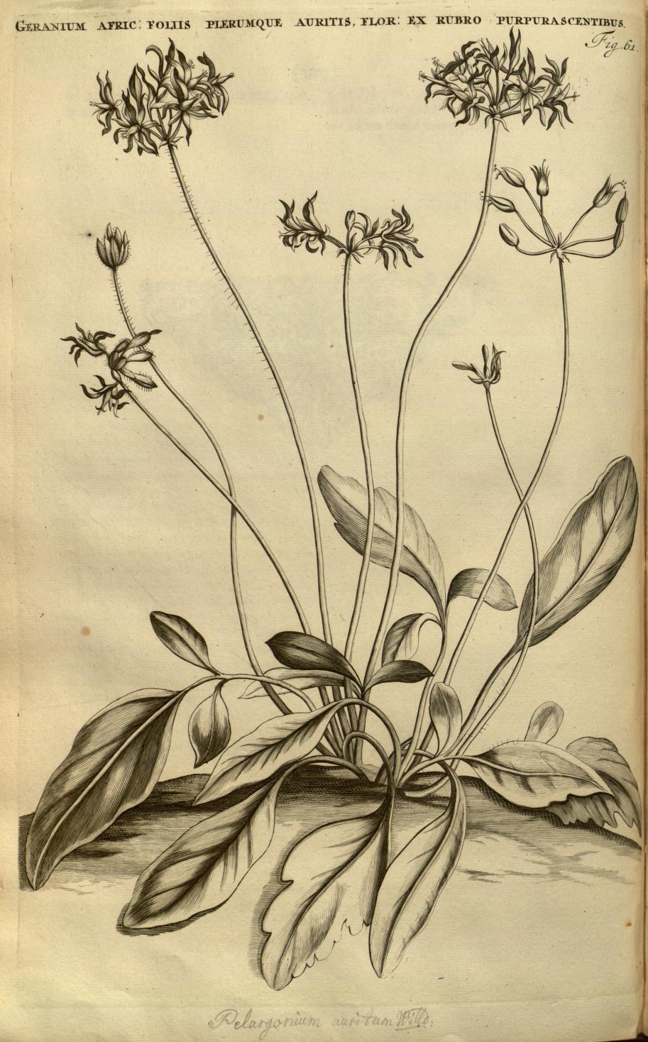 GERANIUM AFRIC: FOLIIS PLERUMQUE AURITIS, FLOR: EX RUBRO PURPURASCENTIBUS.
Fig. 61