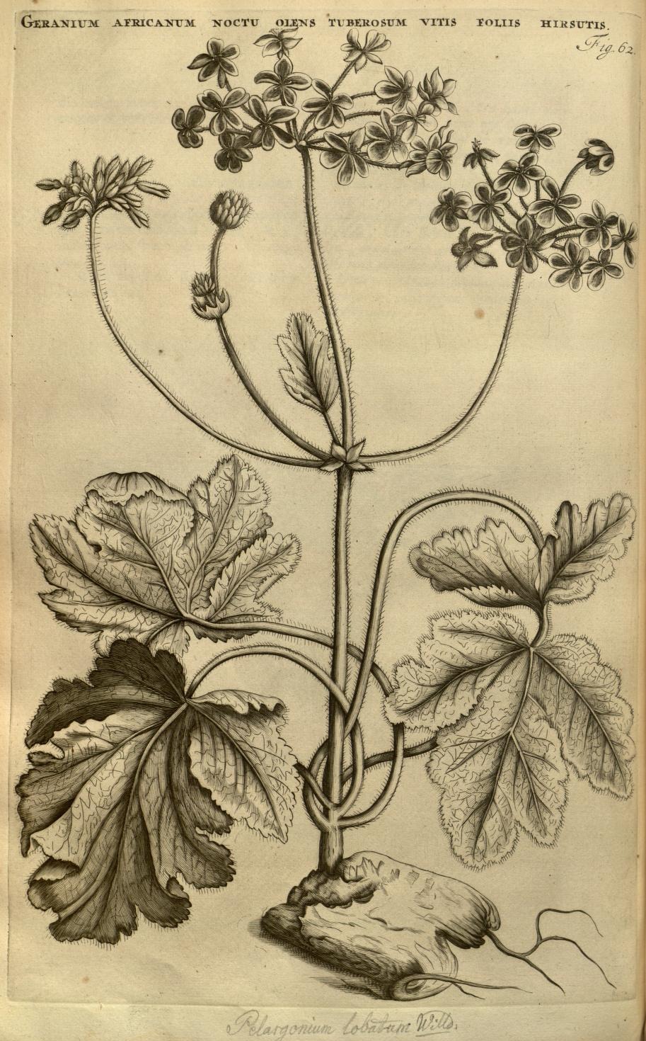 GERANIUM AFRICANUM NOCTU OLENS TUBEROSUM VITIS FOLIIS HIRSUTIS.
Fig. 62