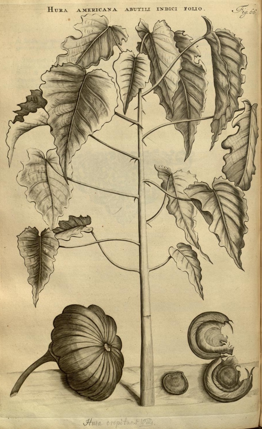 HURA AMERICANA ABUTILI INDICI FOLIO.
Fig. 66