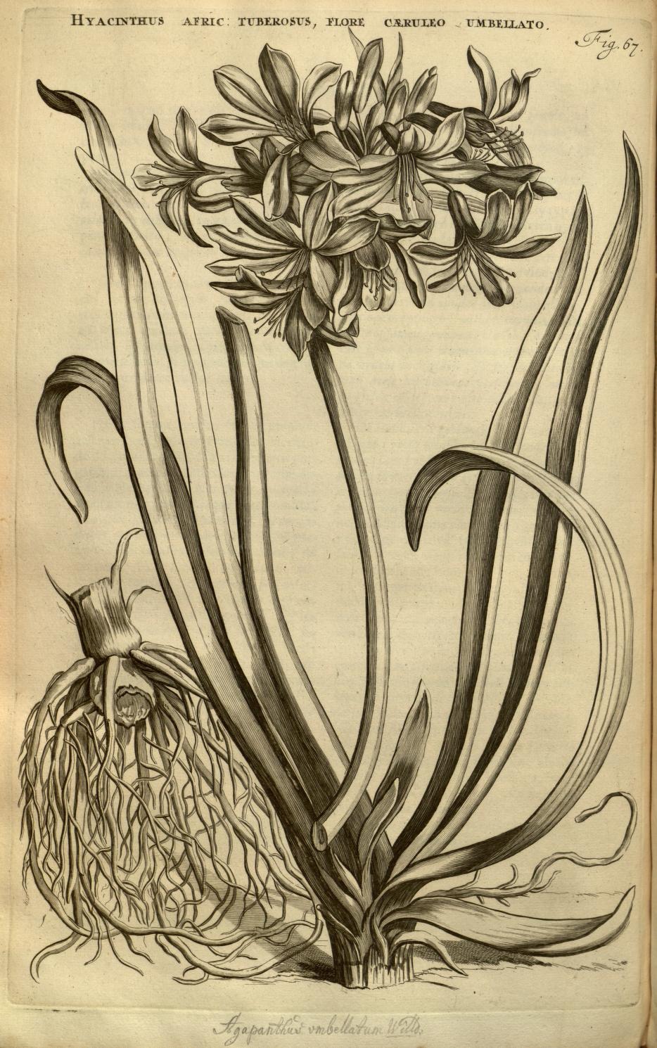 HYACINTHUS AFRIC: TUBEROSUS, FLORE CÆRULEO UMBELLATO.
Fig. 67