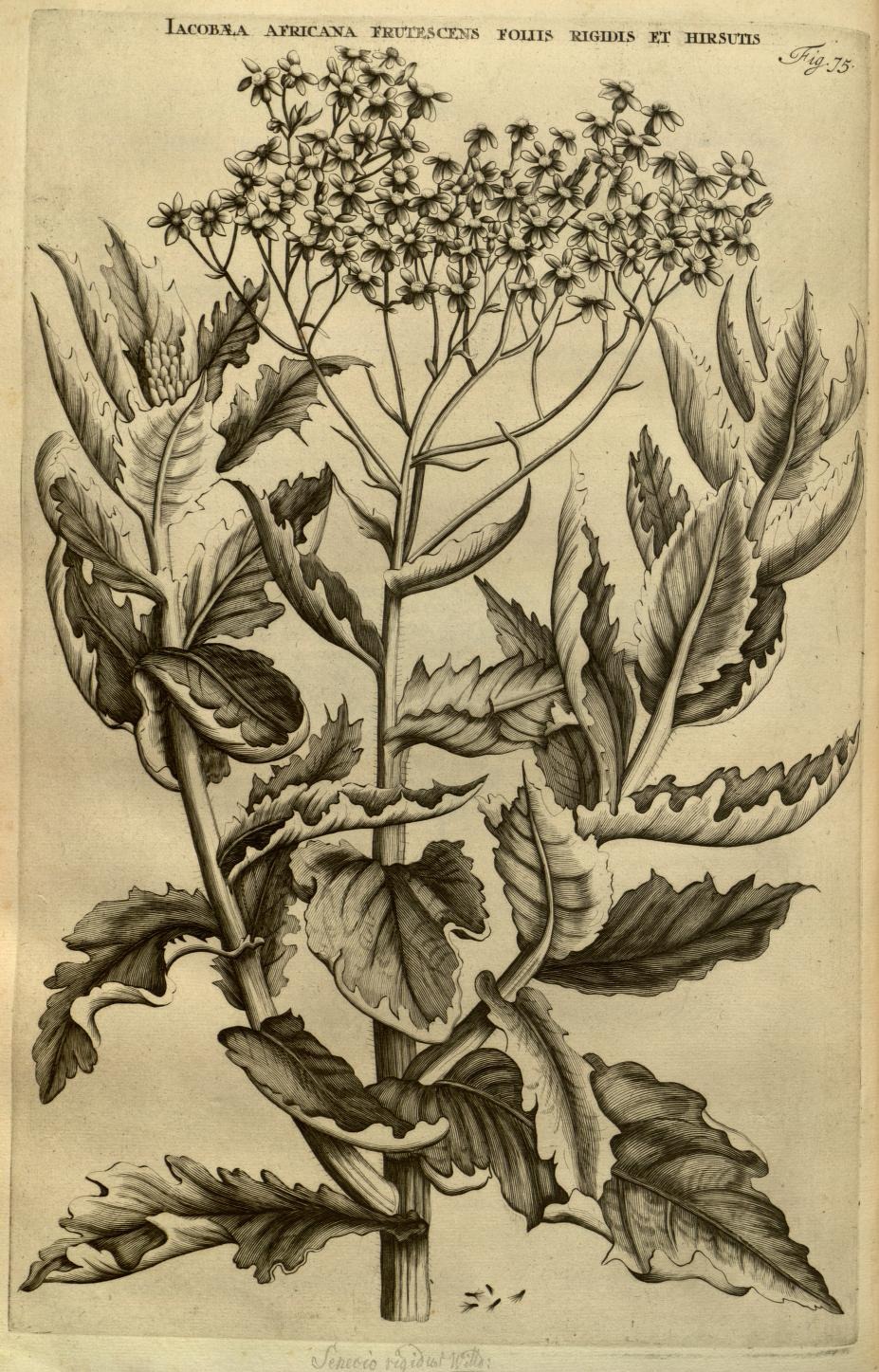 IACOBÆA AFRICANA FRUTESCENS FOLIIS RIGIDIS ET HIRSUTIS
Fig. 75