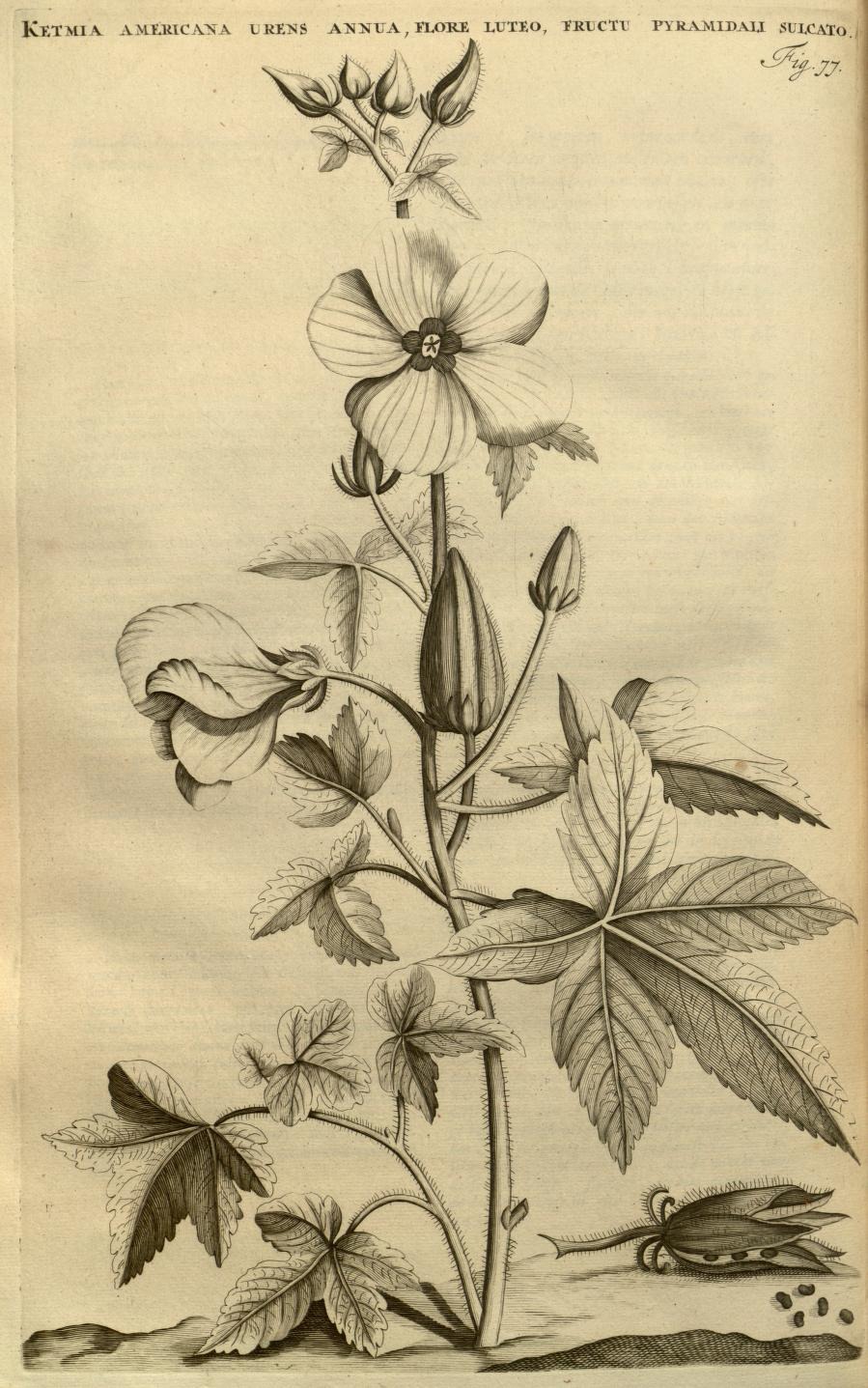 KETMIA AMERICANA URENS ANNUA, FLORE LUTEO, FRUCTU PYRAMIDALI SULCATO.
Fig. 77