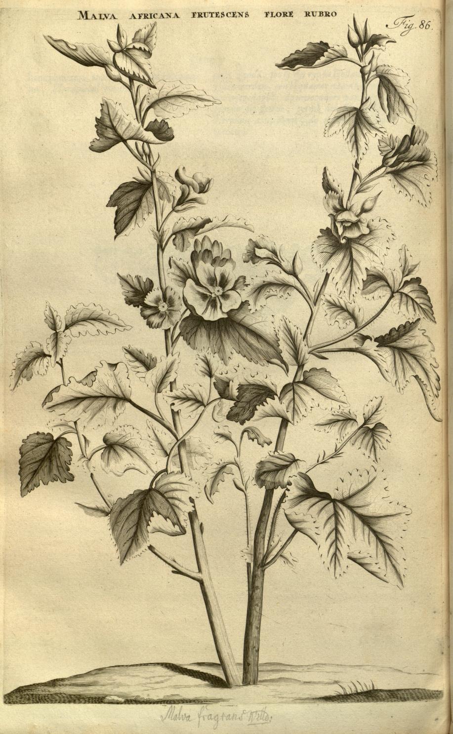 MALVA AFRICANA FRUTESCENS FLORE RUBRO
Fig. 86