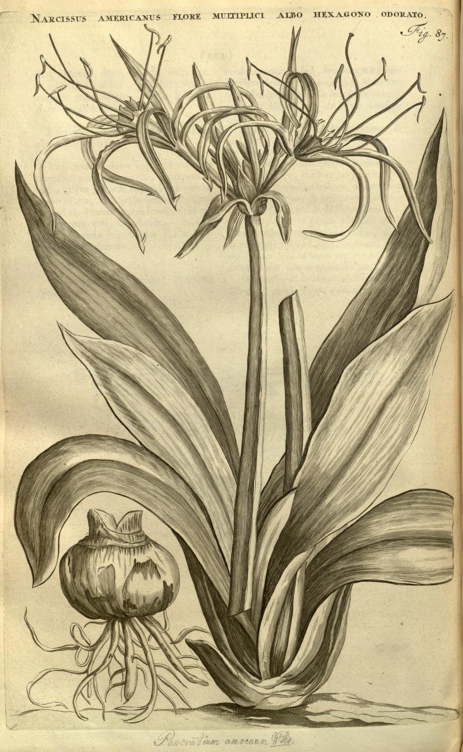 NARCISSUS AMERICANUS FLORE MULTIPLICI ALBO HEXAGONO ODORATO.
Fig. 87