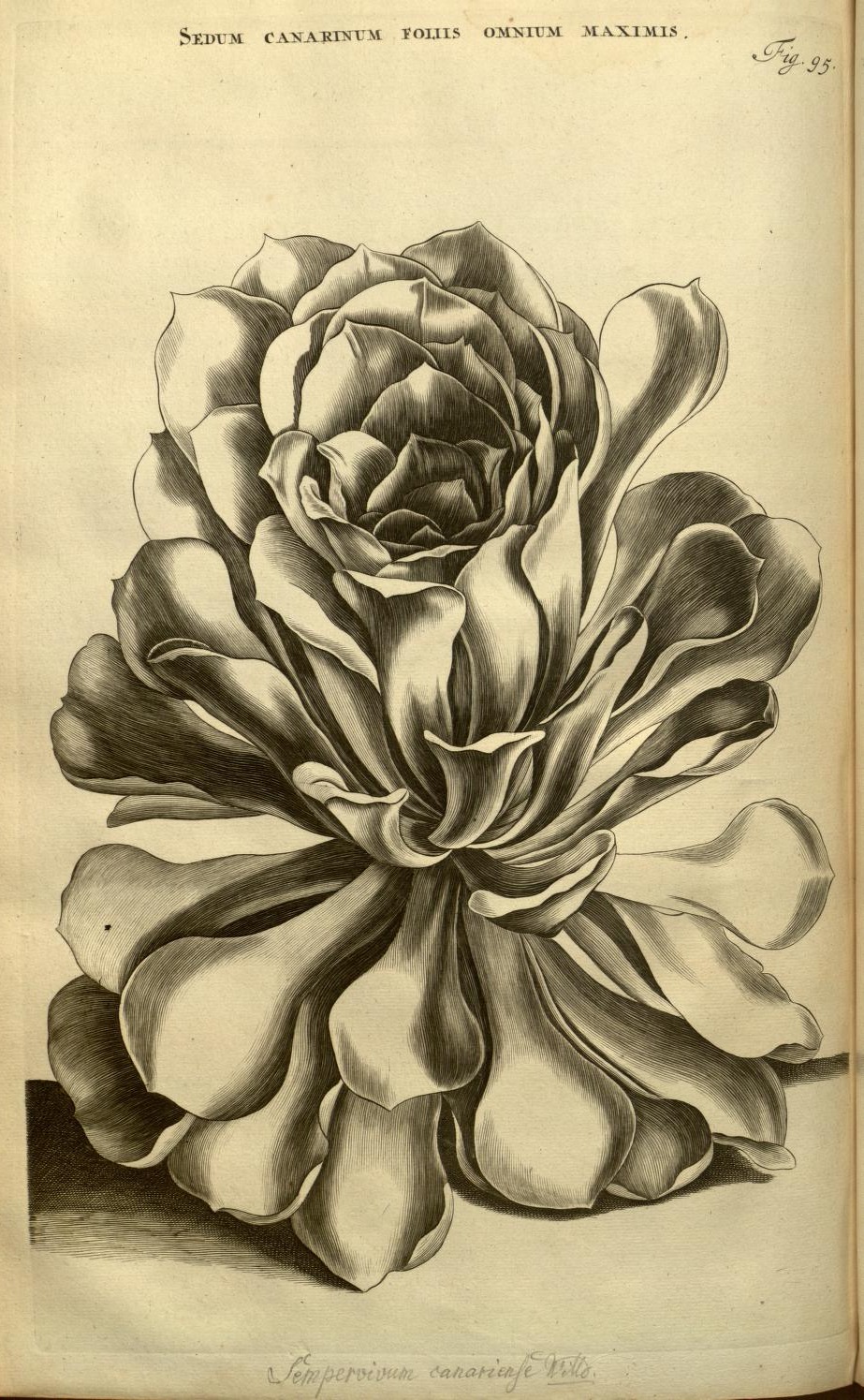 SEDUM CANARINUM FOLIIS OMNIUM MAXIMIS.
Fig. 95