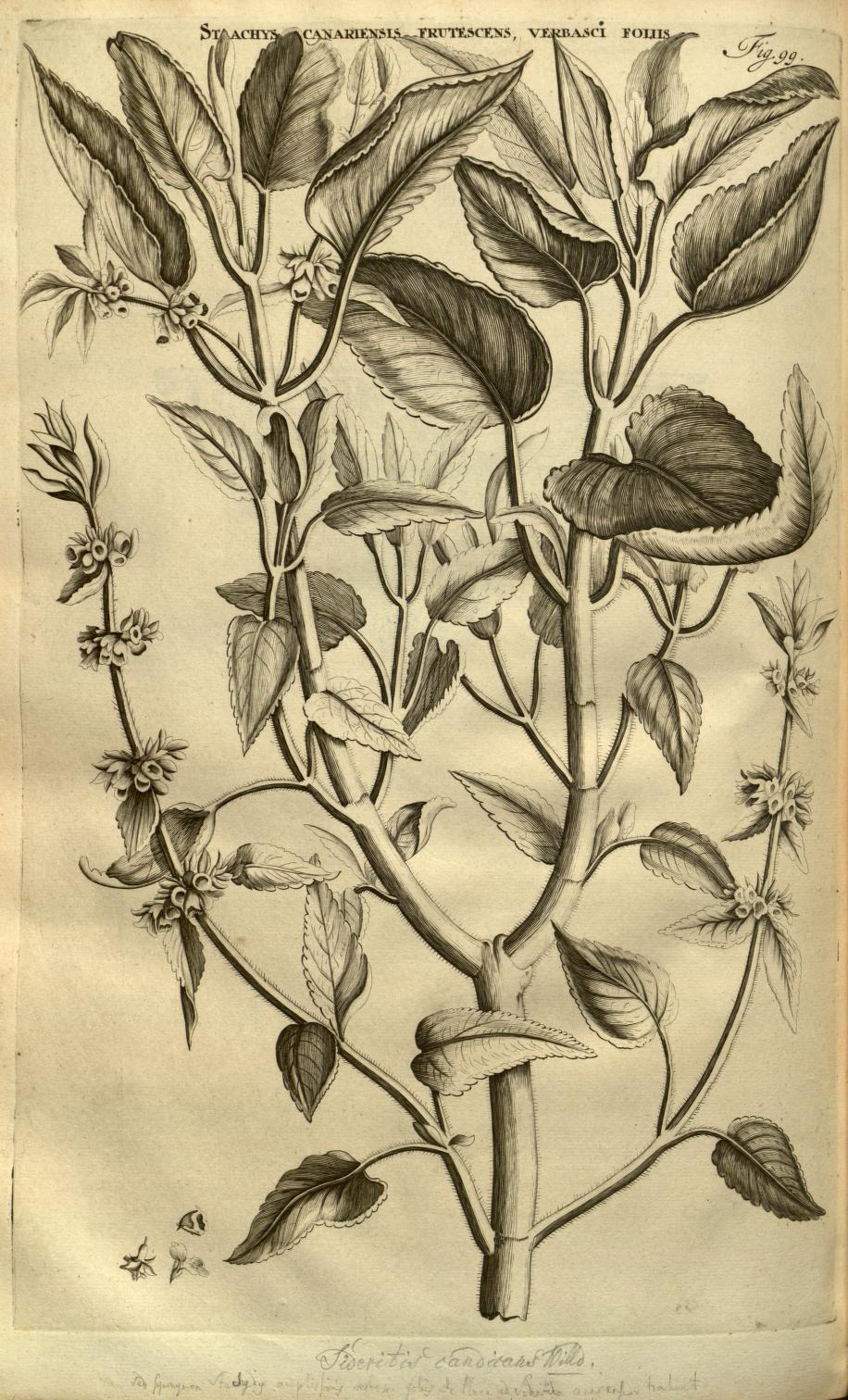 ST[?]ACHYS CANARIENSIS FRUTESCENS, VERBASCI FOLIIS
Fig. 99