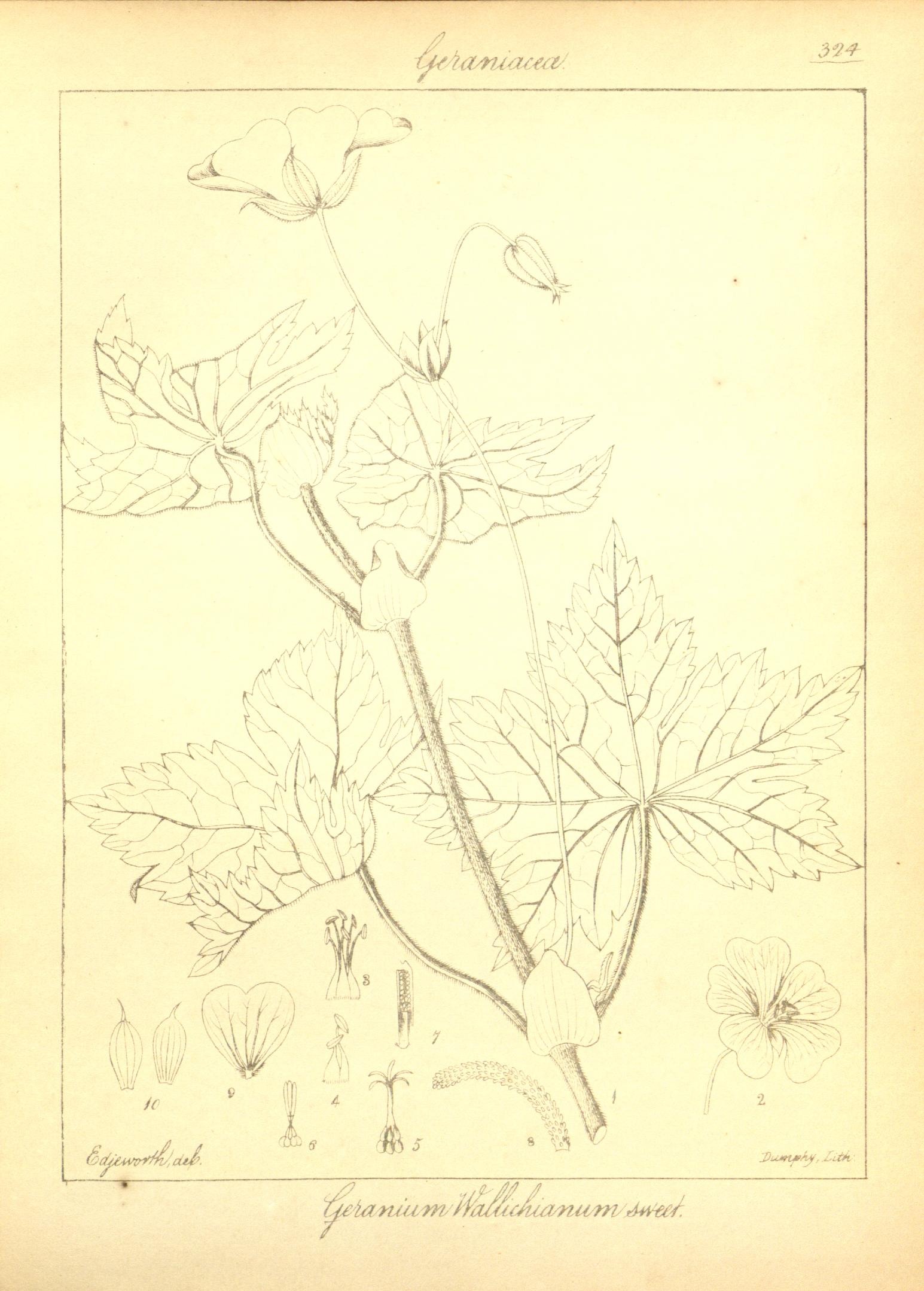 Plate 324