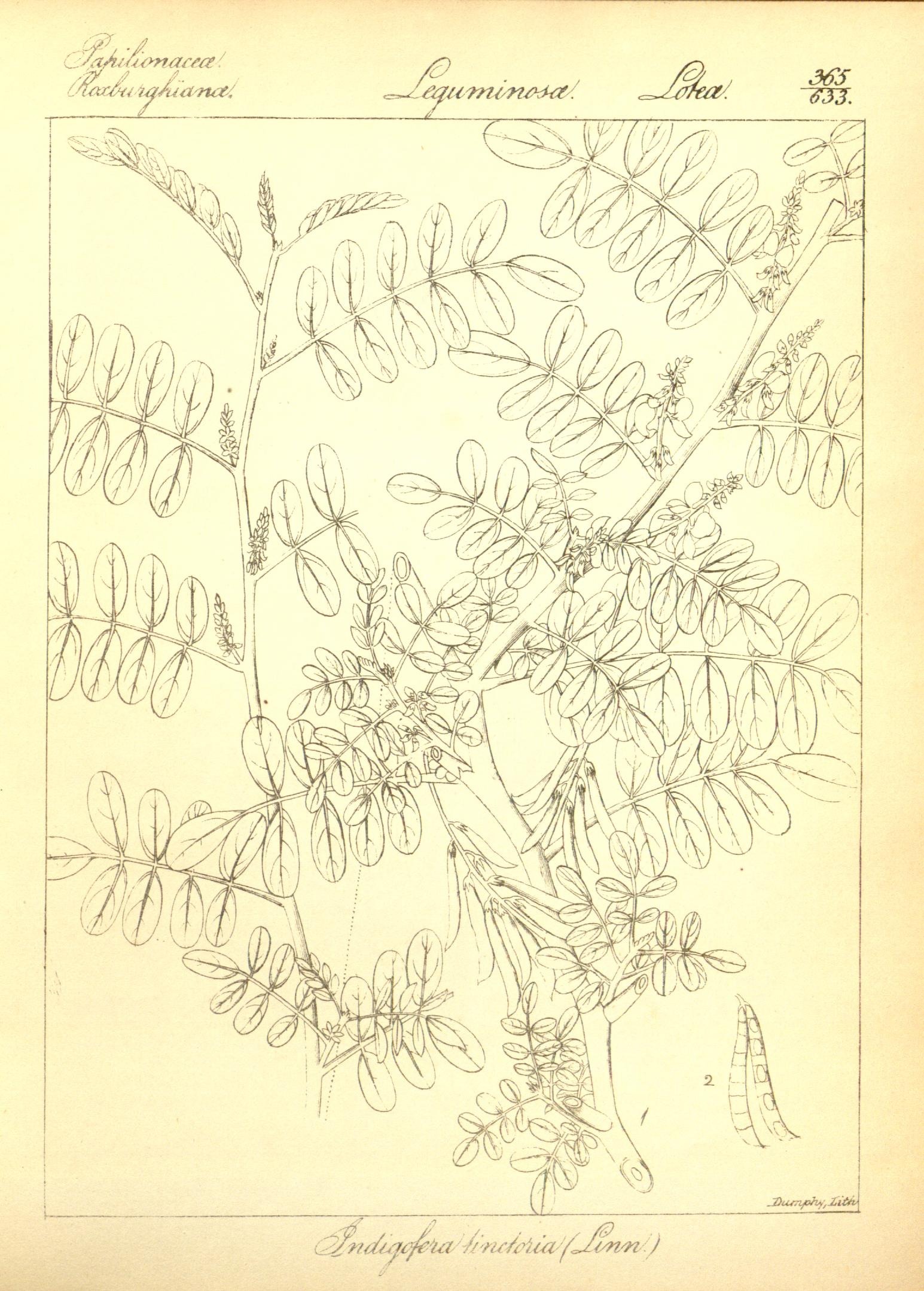 Plate 365