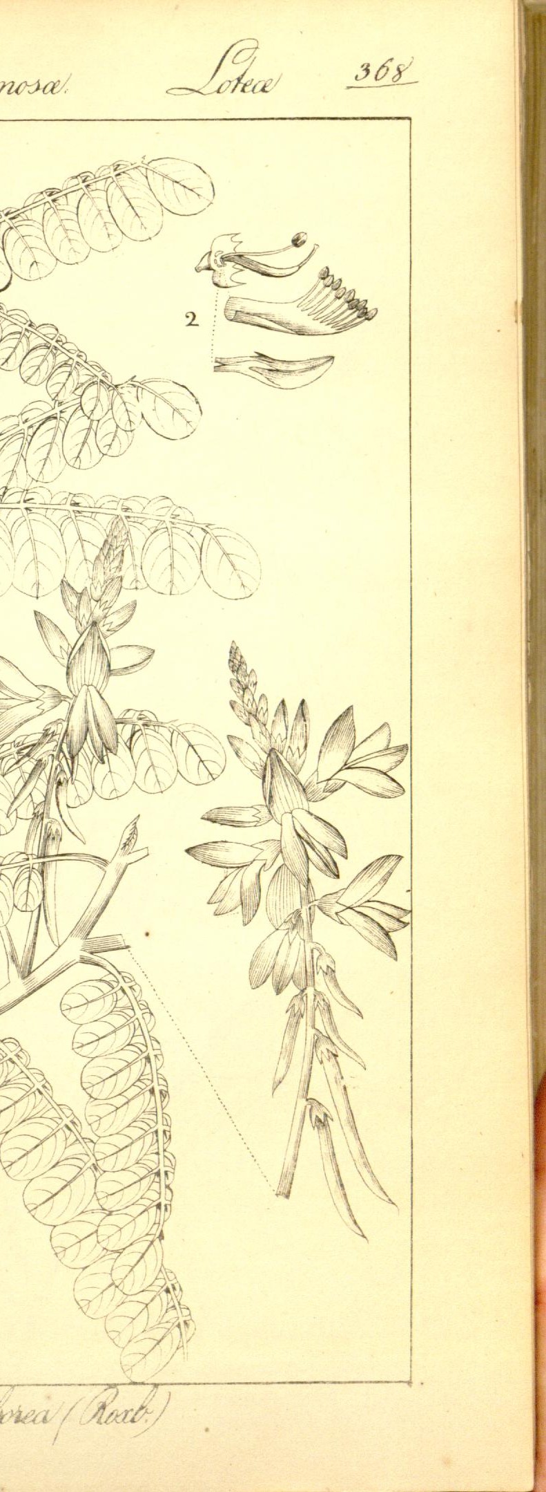 Plate 368