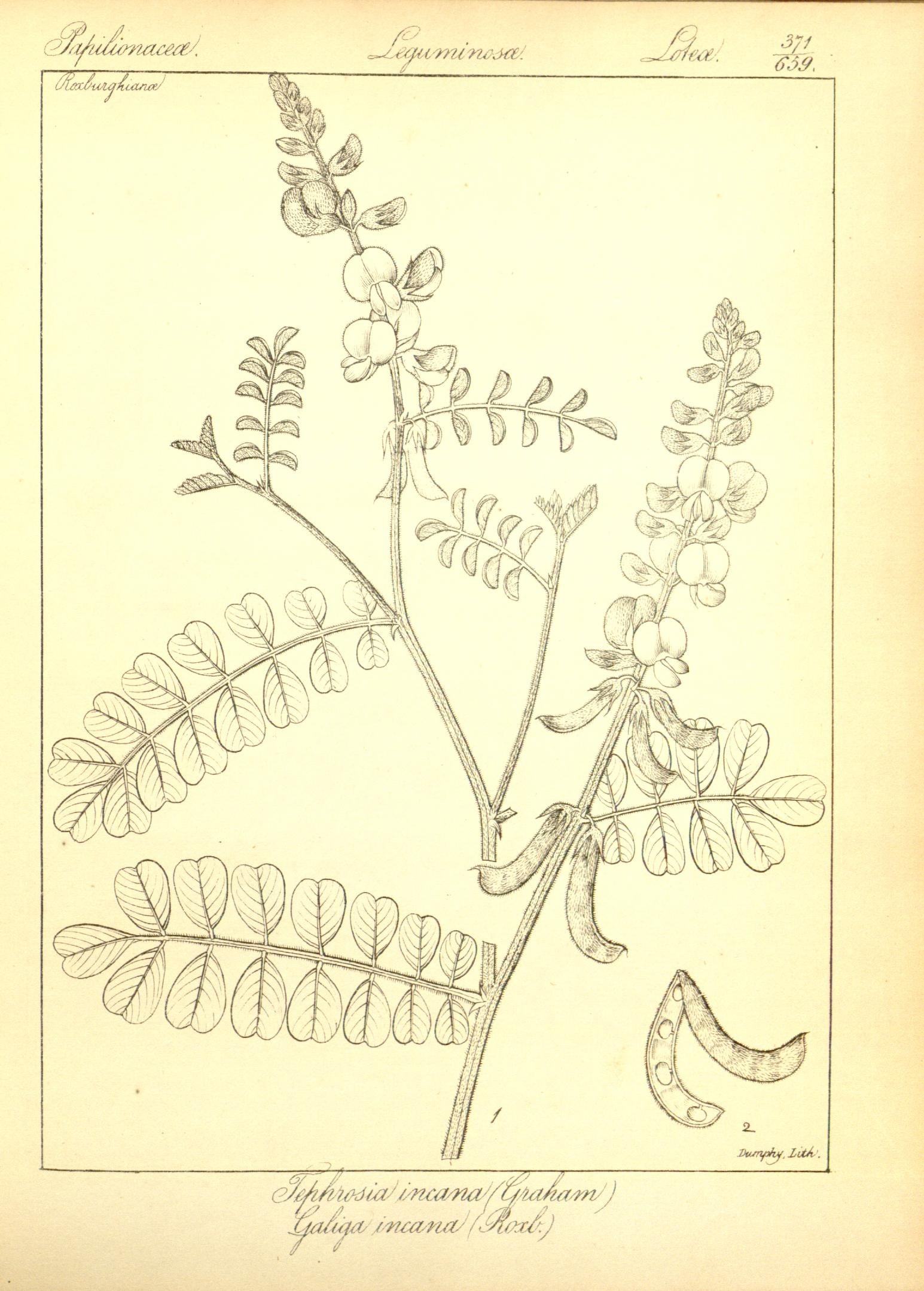 Plate 371