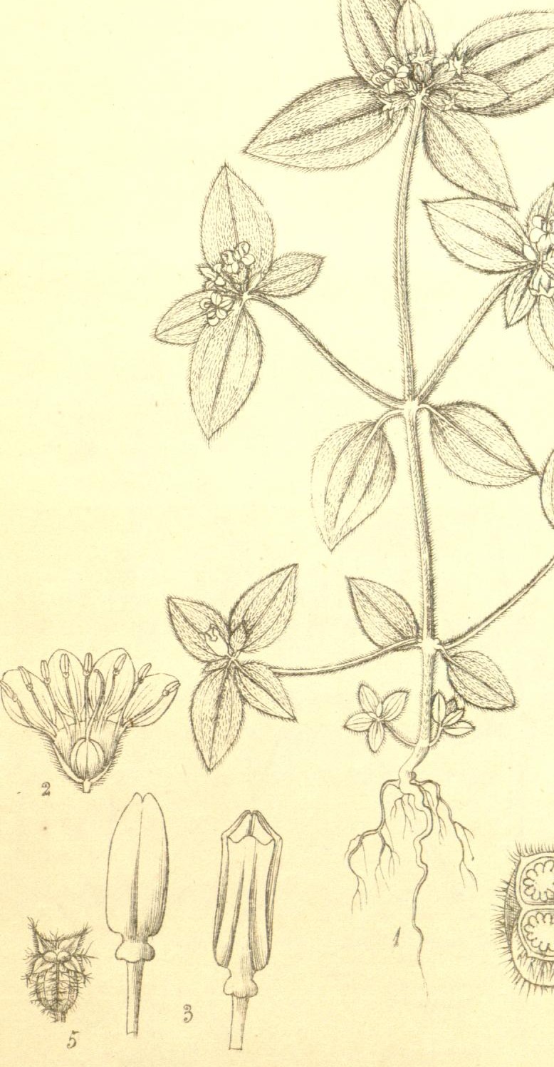 Plate 375