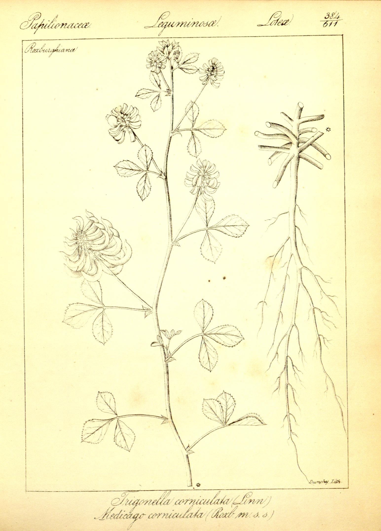 Plate 384